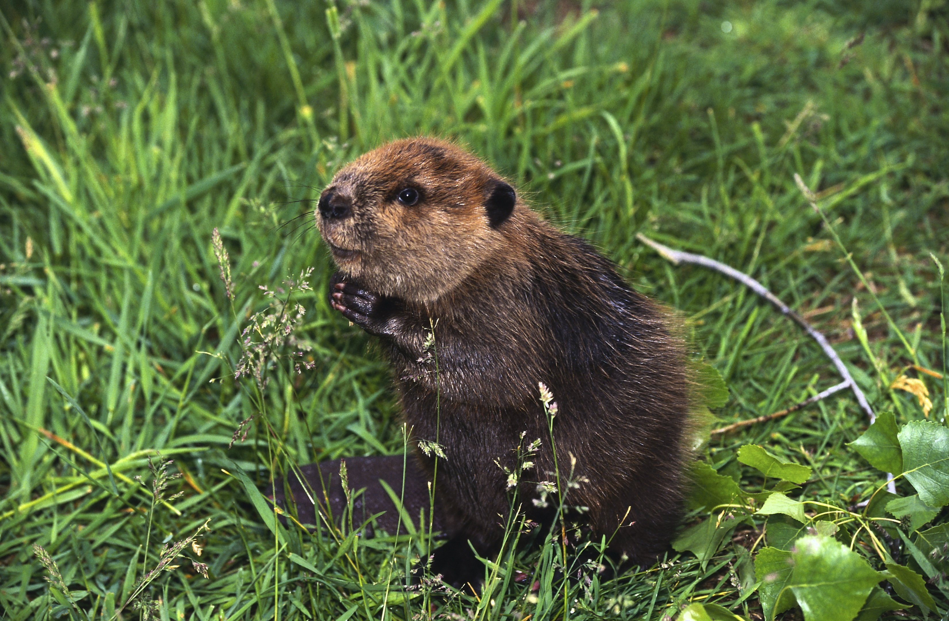castor, rodent, 2K, beaver, HD Wallpaper