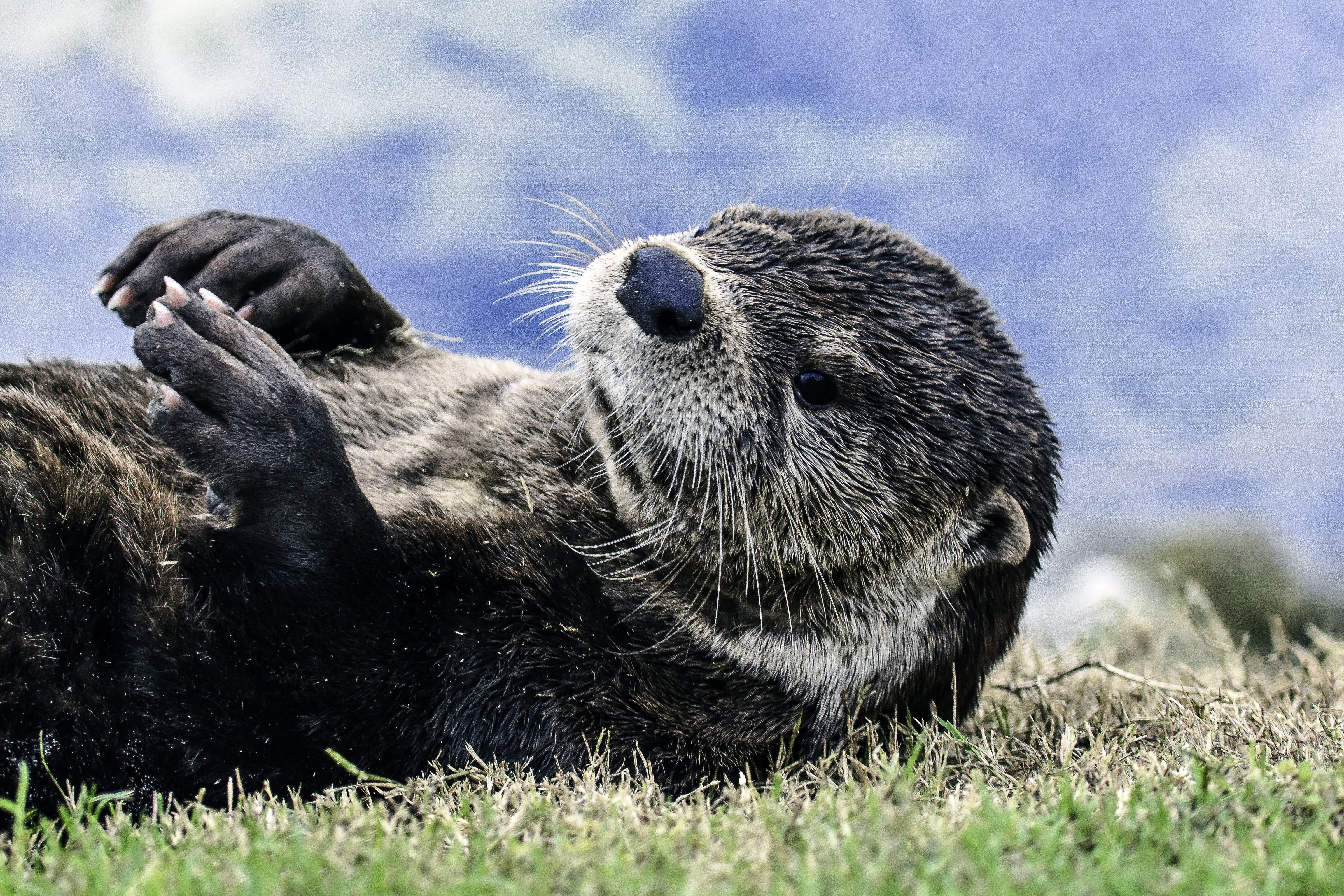 lies, 4K, vertebrate, plant, animals in the wild, animal, whisker, animal themes, blur, underwater, relaxation, day, bear, land, nature, muzzle, field, HD Wallpaper
