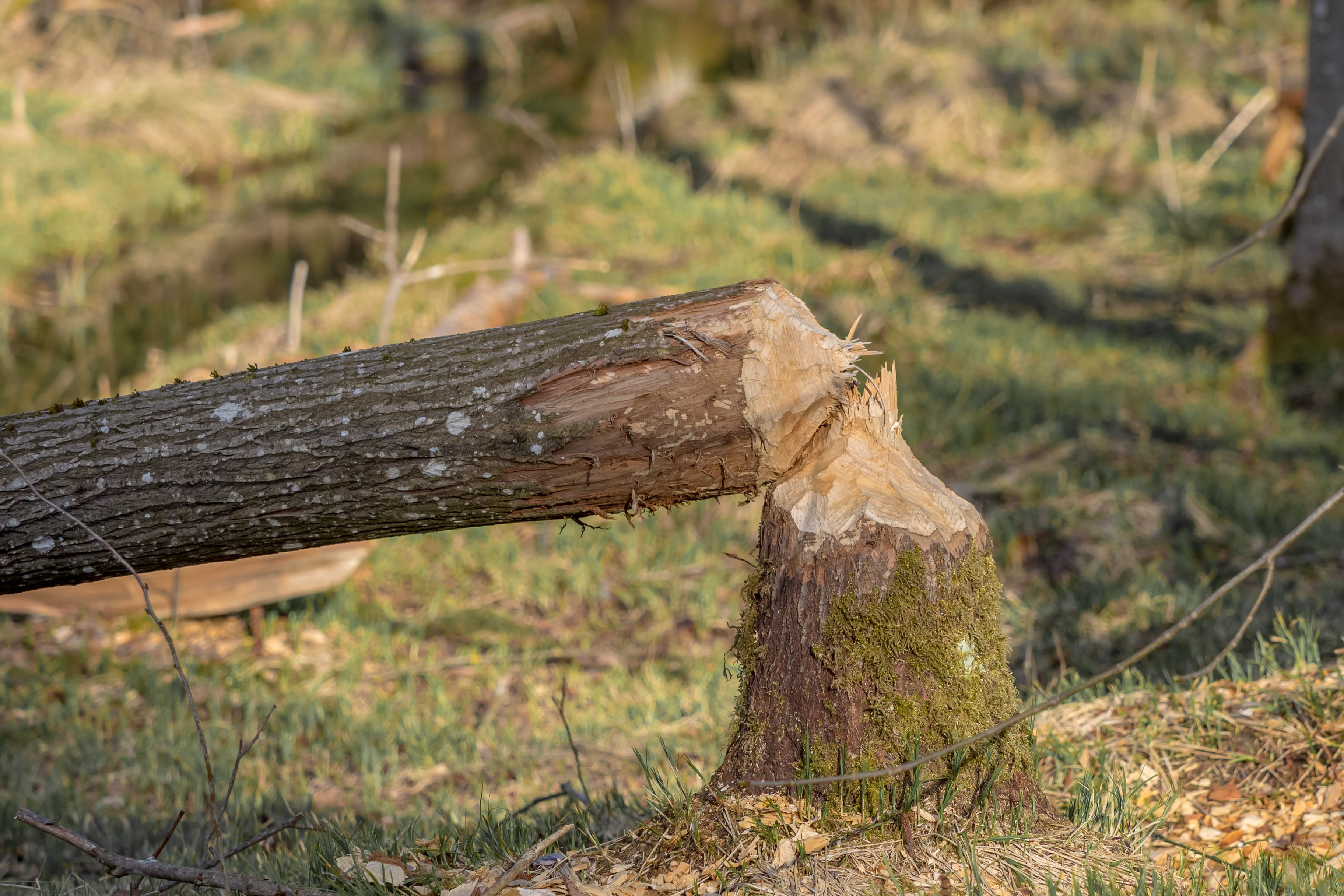 outdoors, bark, wood, chopped, beaver damage, axe, bieber, animal, beaver tree, animal world, focus on foreground, log, deforestation, tree wood, plant, HD Wallpaper