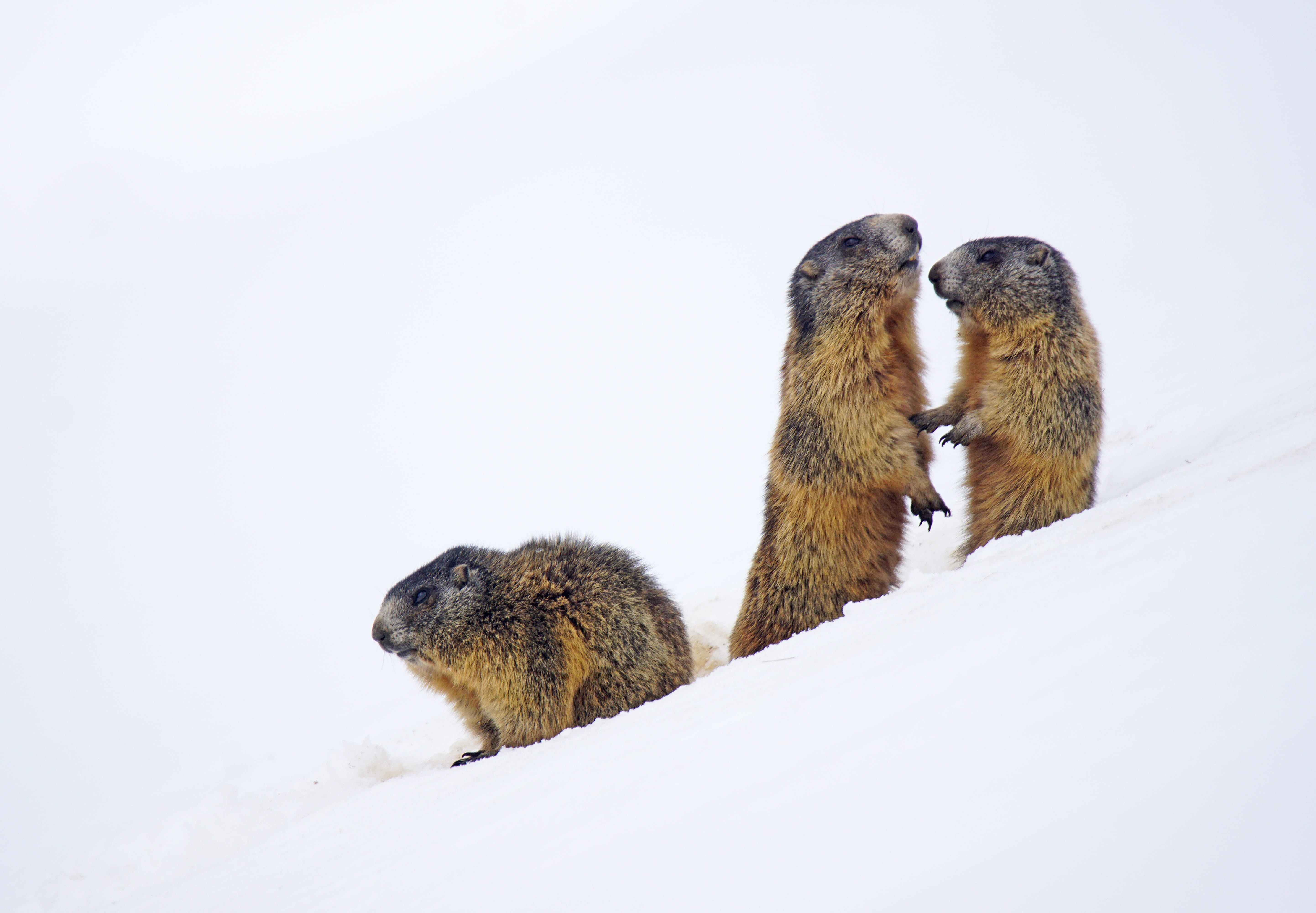 hair, wildlife, wild, no hunting, group of animals, nature, Beaver, animal world, cold temperature, italian, cute, winter, young animal, marmot, day, side view, HD Wallpaper