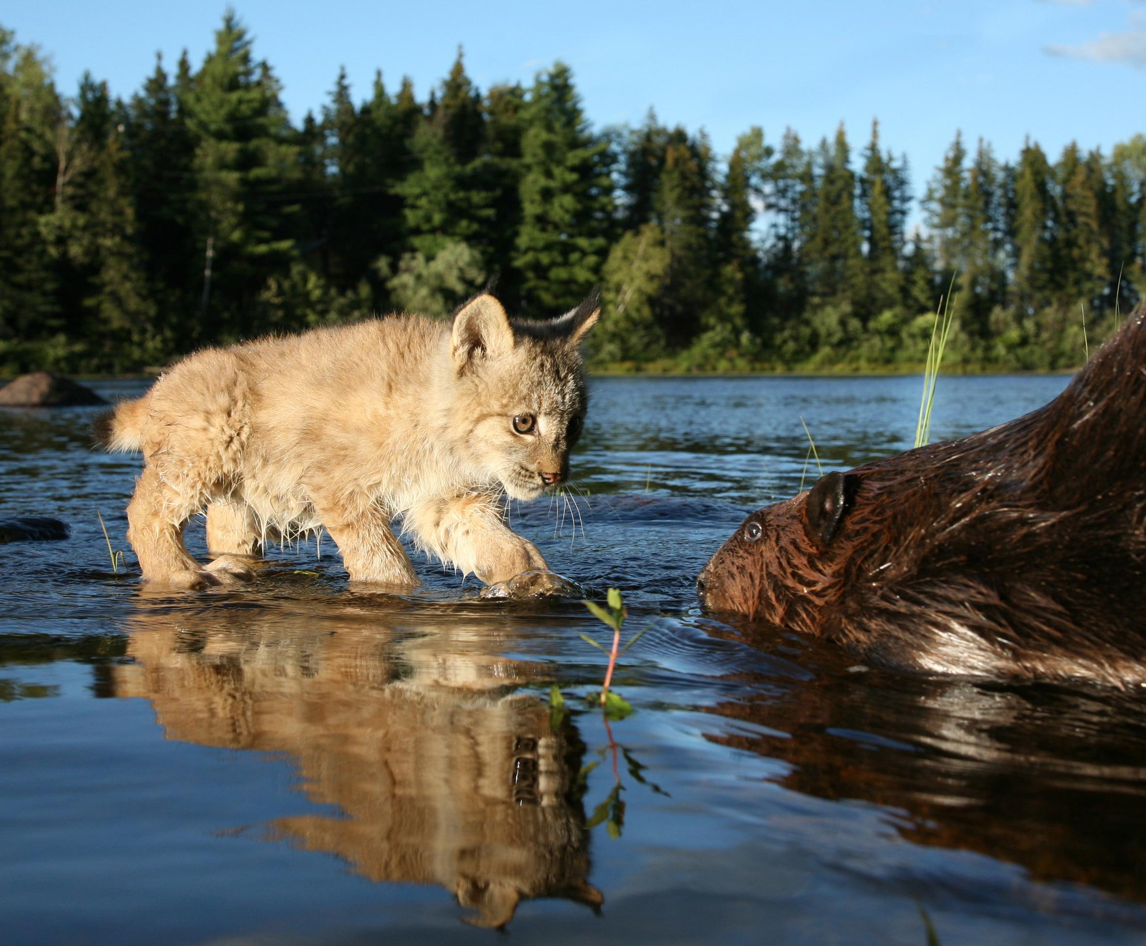 cub, 1080P, beaver, river, lynx, HD Wallpaper