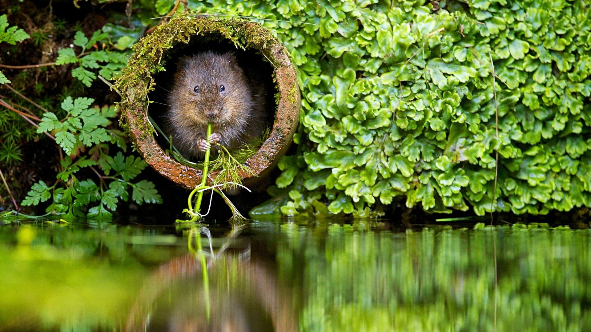 1080P, nature, beavers, plants, river, animal, HD Wallpaper