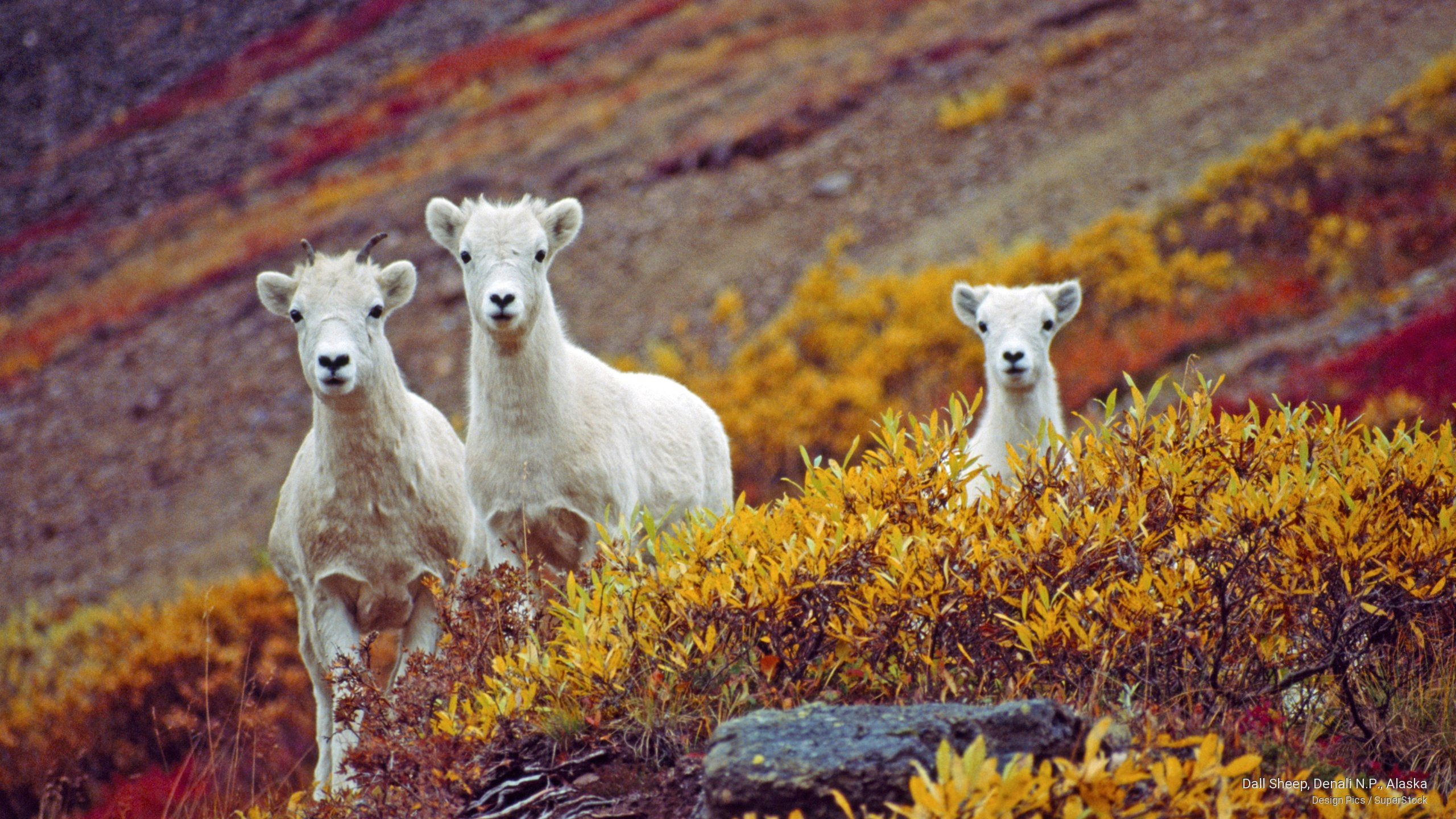 2K, sheep, dall, n, Animals, denali, alaska, p, HD Wallpaper