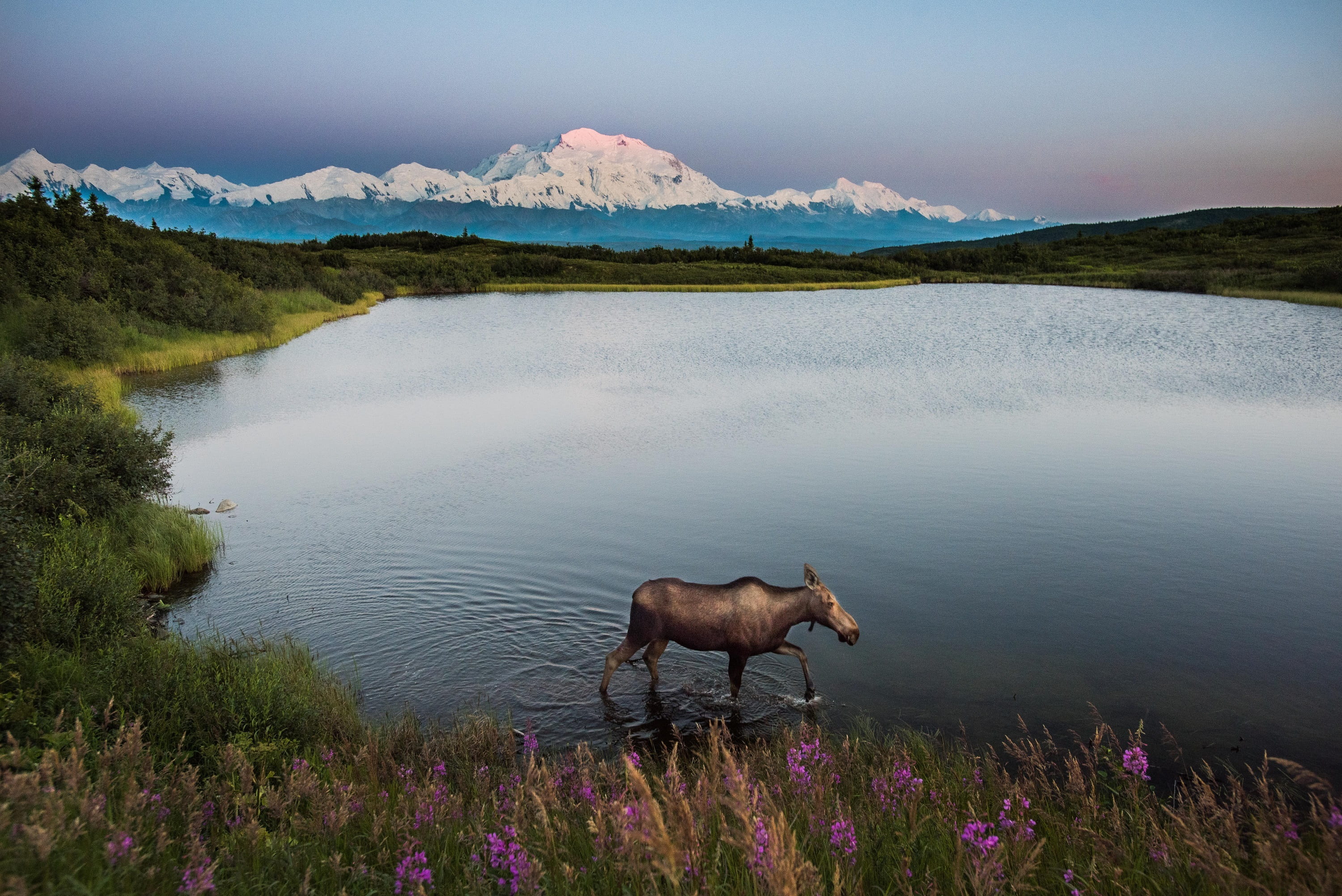 animal, mammal, no people, wildlife, nature, environment, alaska, profile, animal wildlife, usa, outdoors, wild, lake, tranquil scene, mountain, national park, HD Wallpaper