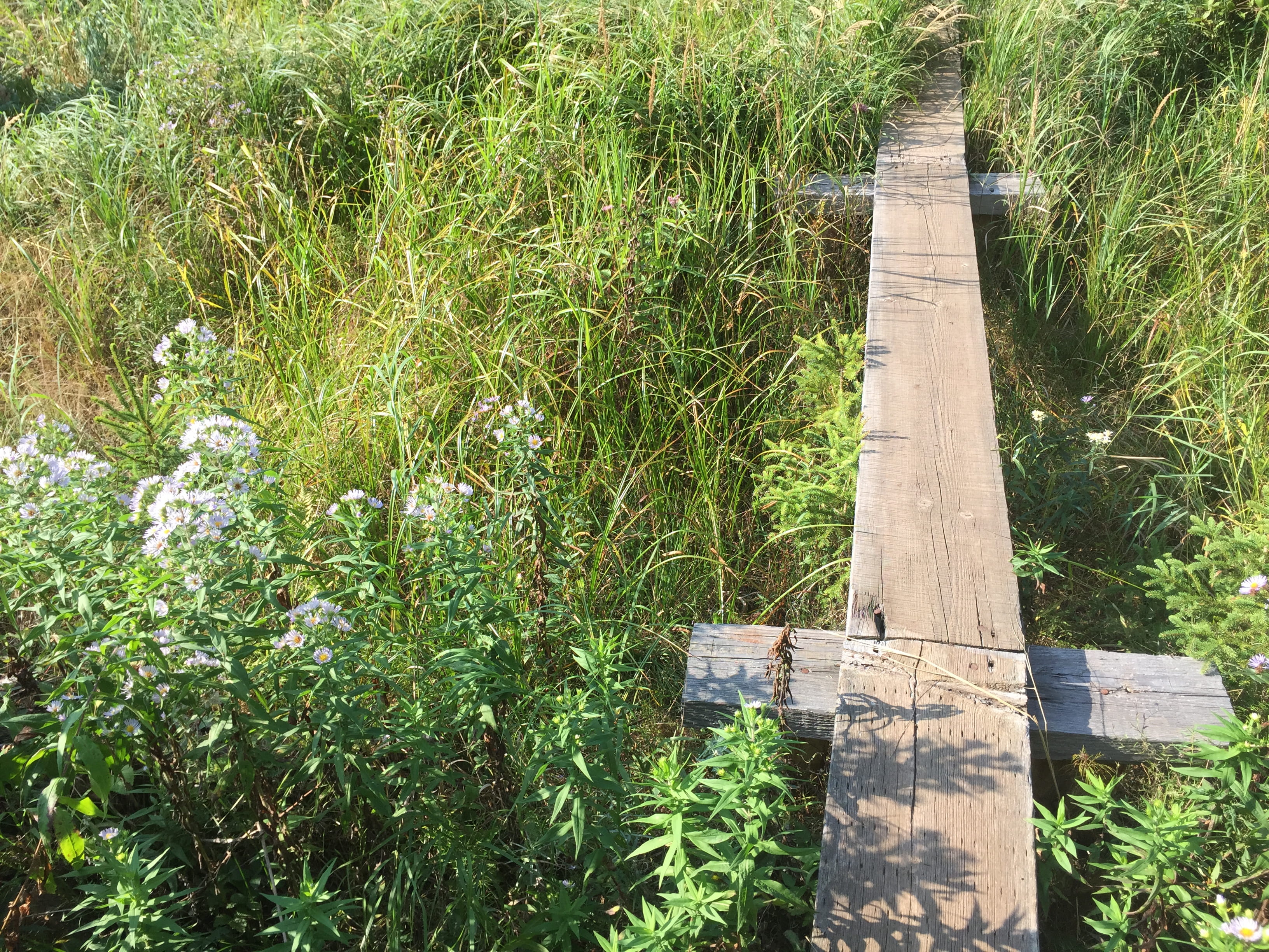 field, scenics - nature, no people, nature, wild flowers, footpath, tranquil scene, boardwalk, green color, land, beauty in nature, tranquility, united states, HD Wallpaper