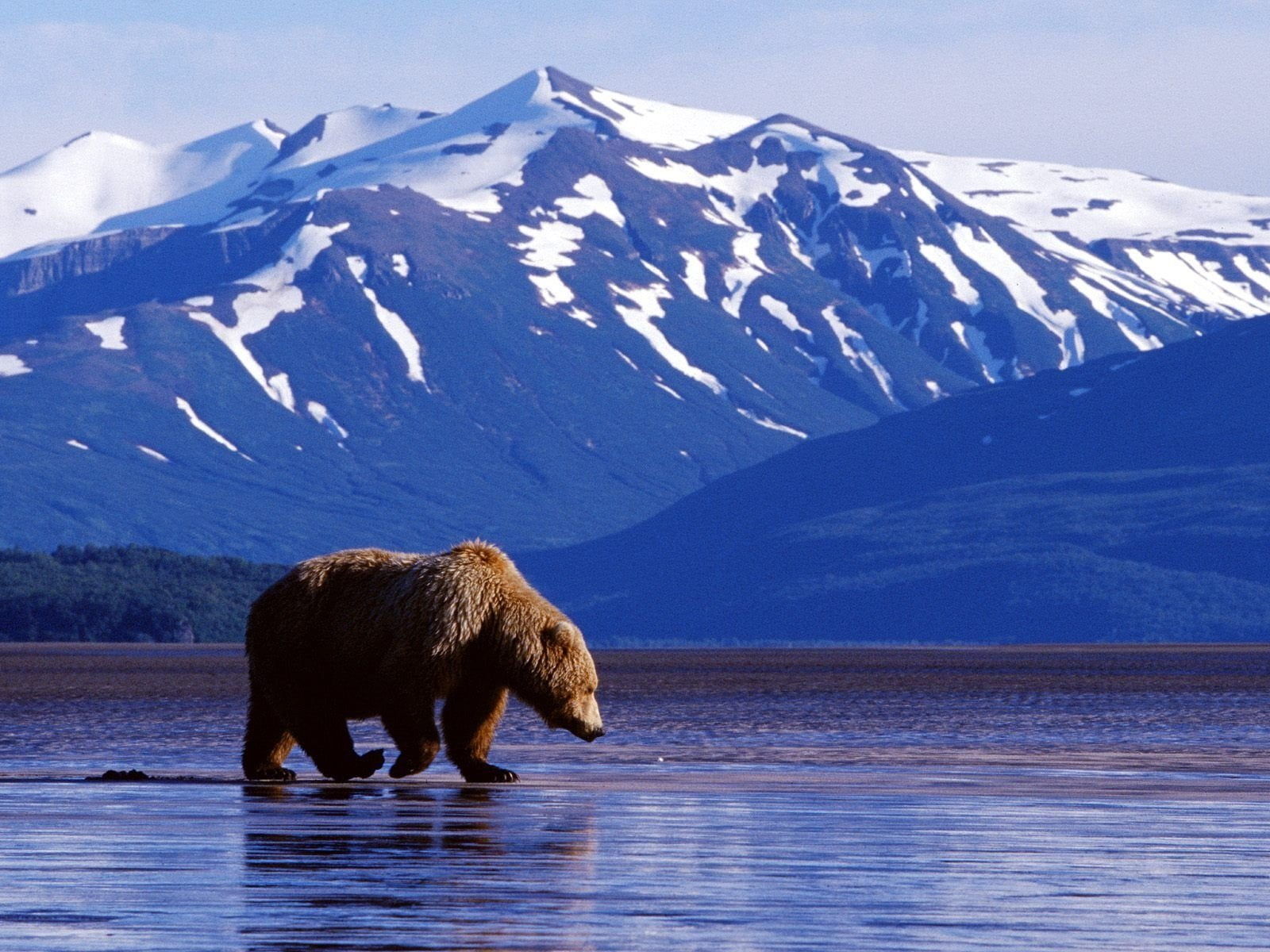 snow, mountain range, no people, Grizzly, beauty in nature, Alaska, cold temperature, nature, 720P, Wildlife, animal themes, animal, mountain, outdoors, HD Wallpaper