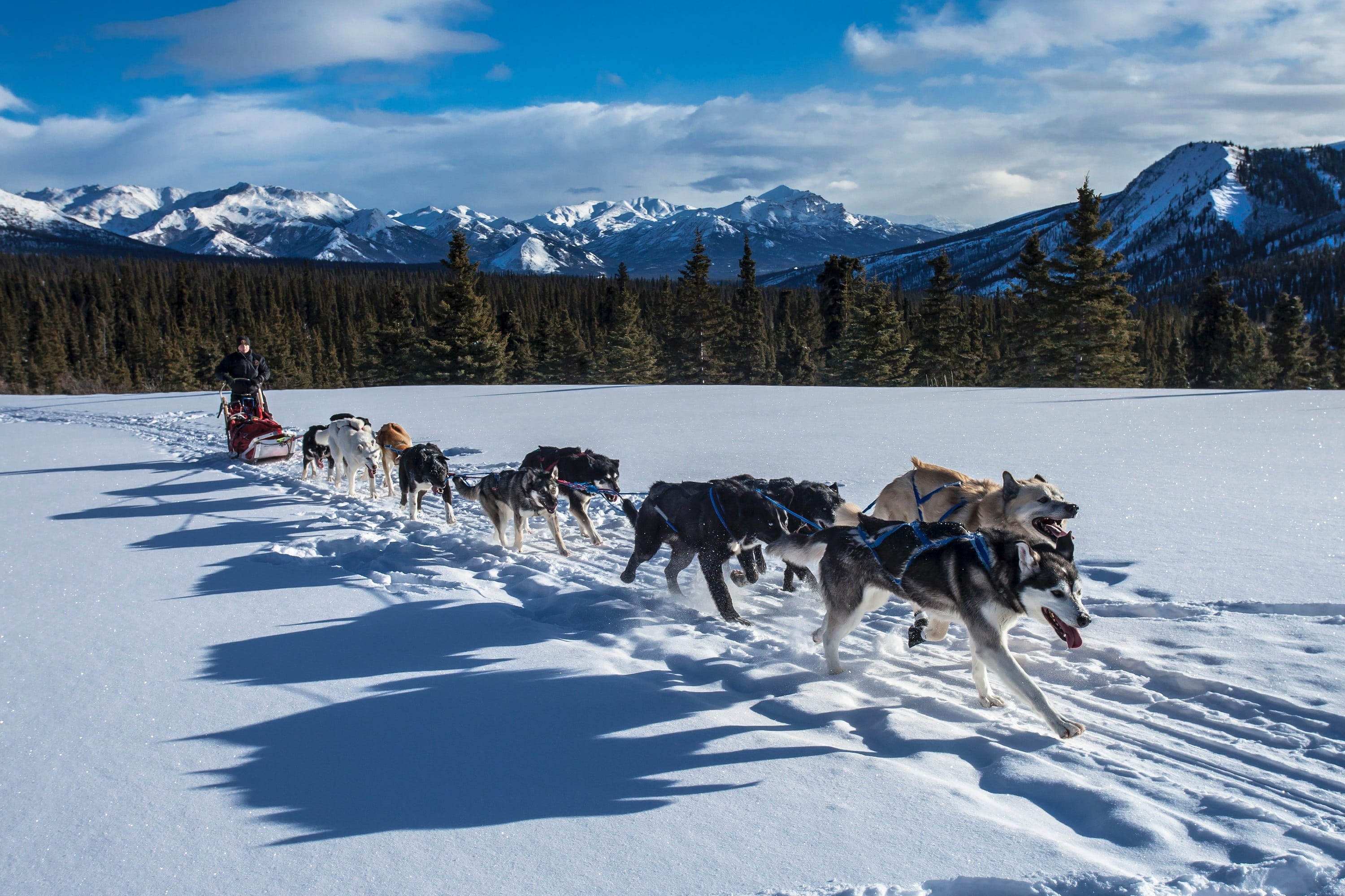 close up, sled, mountain, domestic animals, 2K, cold temperature, nature, animal, working animal, denali national park preserve, dogs, alaska, transportation, HD Wallpaper