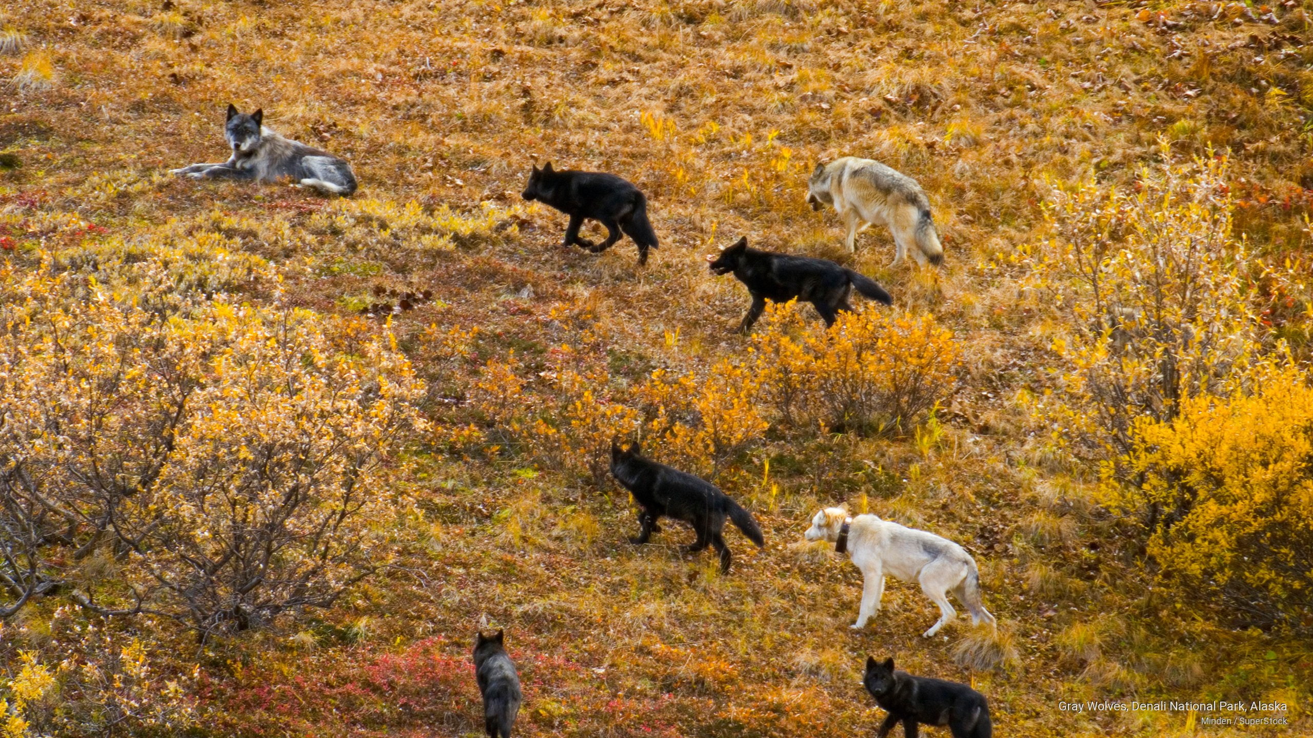 2K, national, park, Animals, alaska, gray, wolves, denali, HD Wallpaper