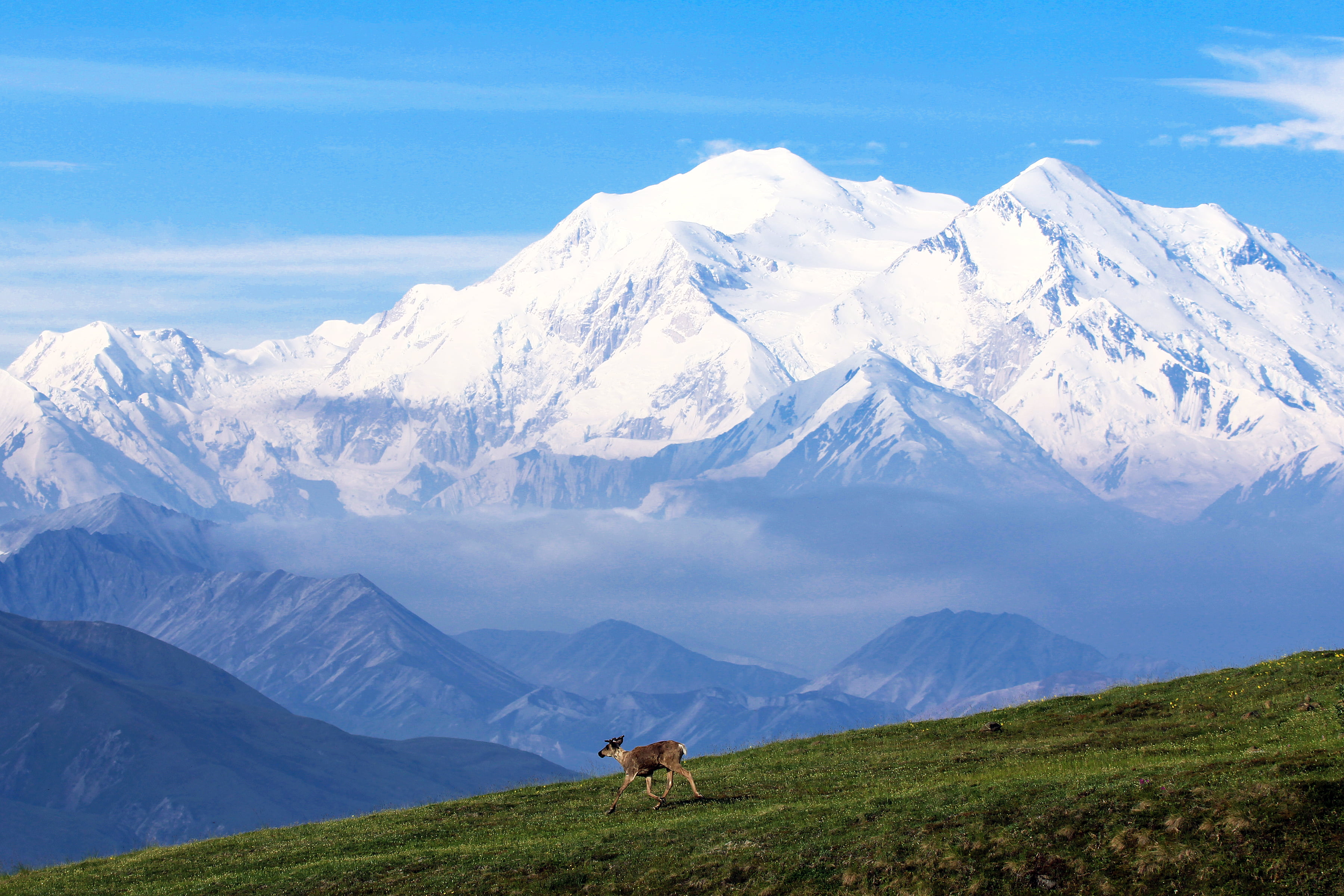 snow, field, Denali National Park and Preserve, grass, Clouds, near, hiking, running, back country, nature, Wildlife, goat, outdoors, covered, mountain Peak, HD Wallpaper