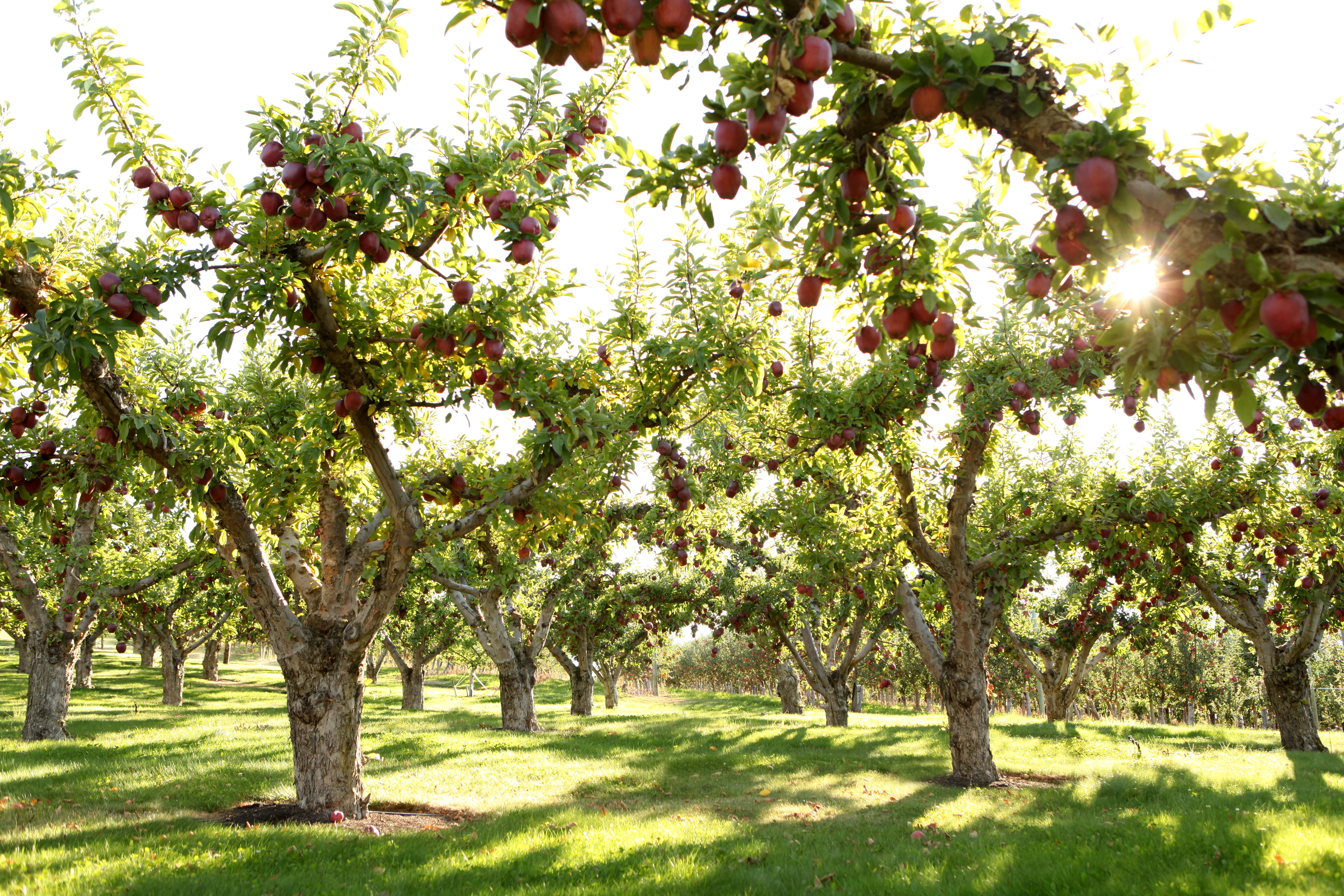 growth, green, plant, branch, no people, okanagan, grass, sunlight, day, nature, park, food and drink, tranquility, trees, canada, sunny, apples, agriculture, HD Wallpaper