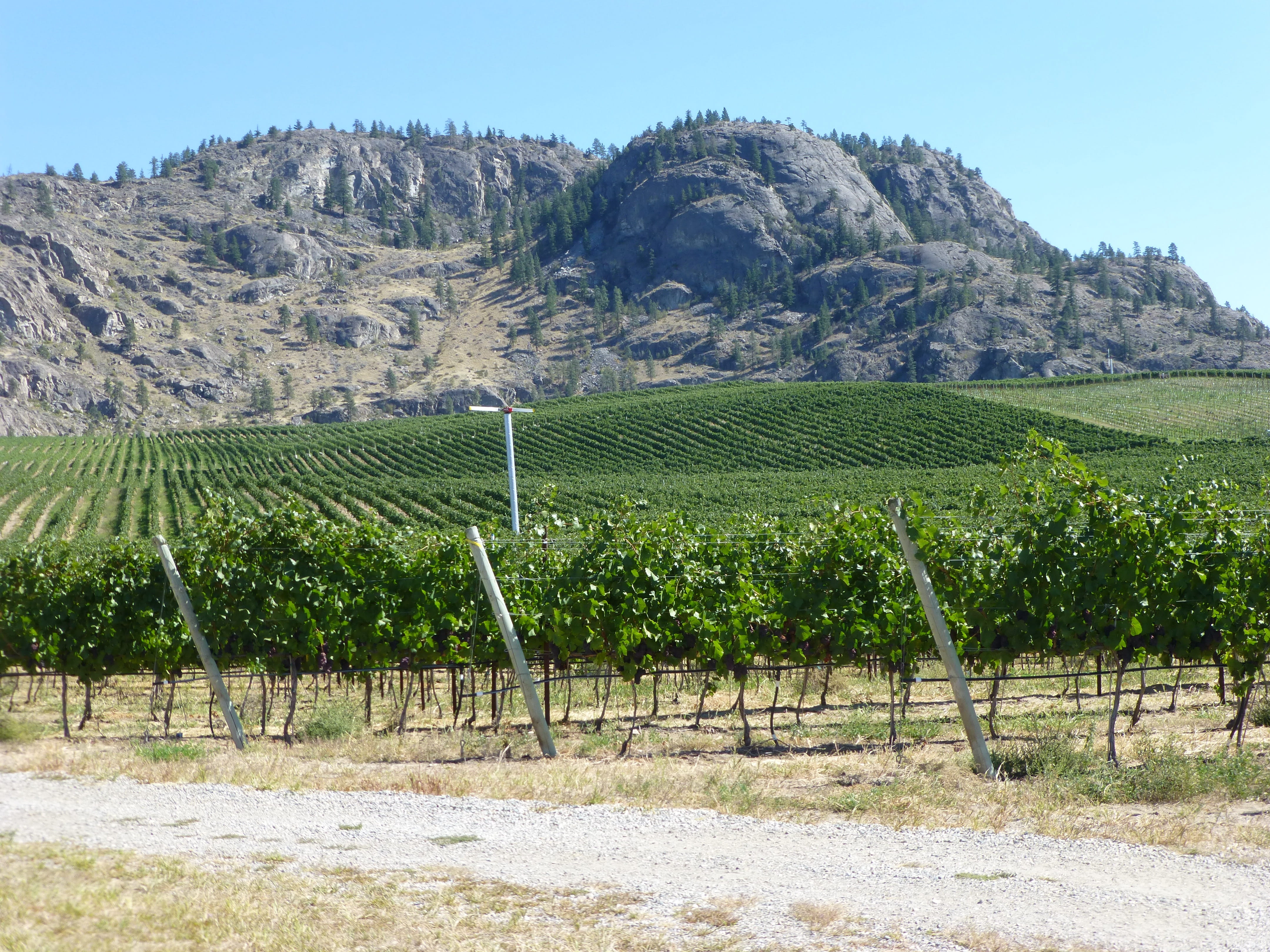 sky, harvest, winemaking, nature, country, scenic, Canada, bc canada wine country, scenics - nature, growth, bc, mountain, beauty in nature, countryside, HD Wallpaper