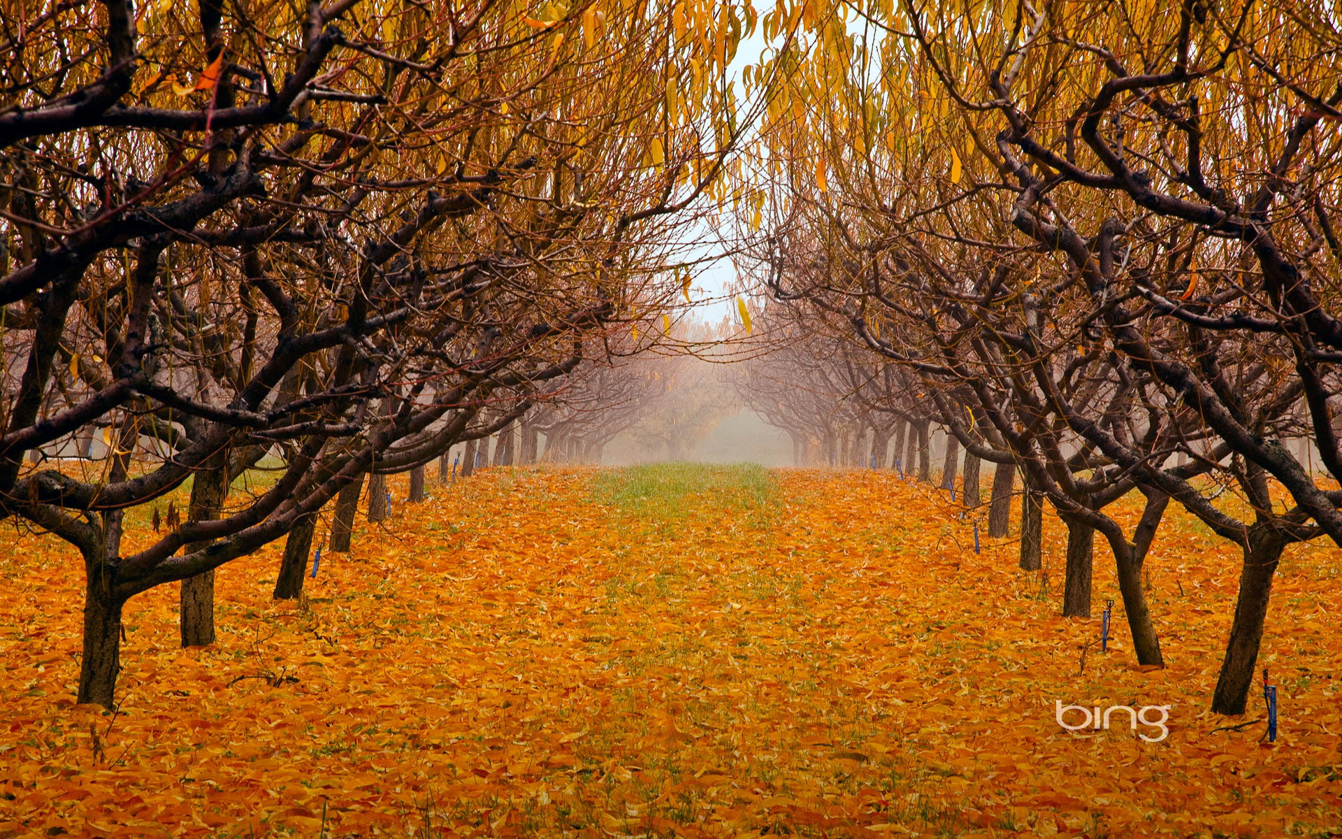 canada, 1080P, leaves, Park, garden, fog, autumn, okanagan valley, trees, british columbia, HD Wallpaper
