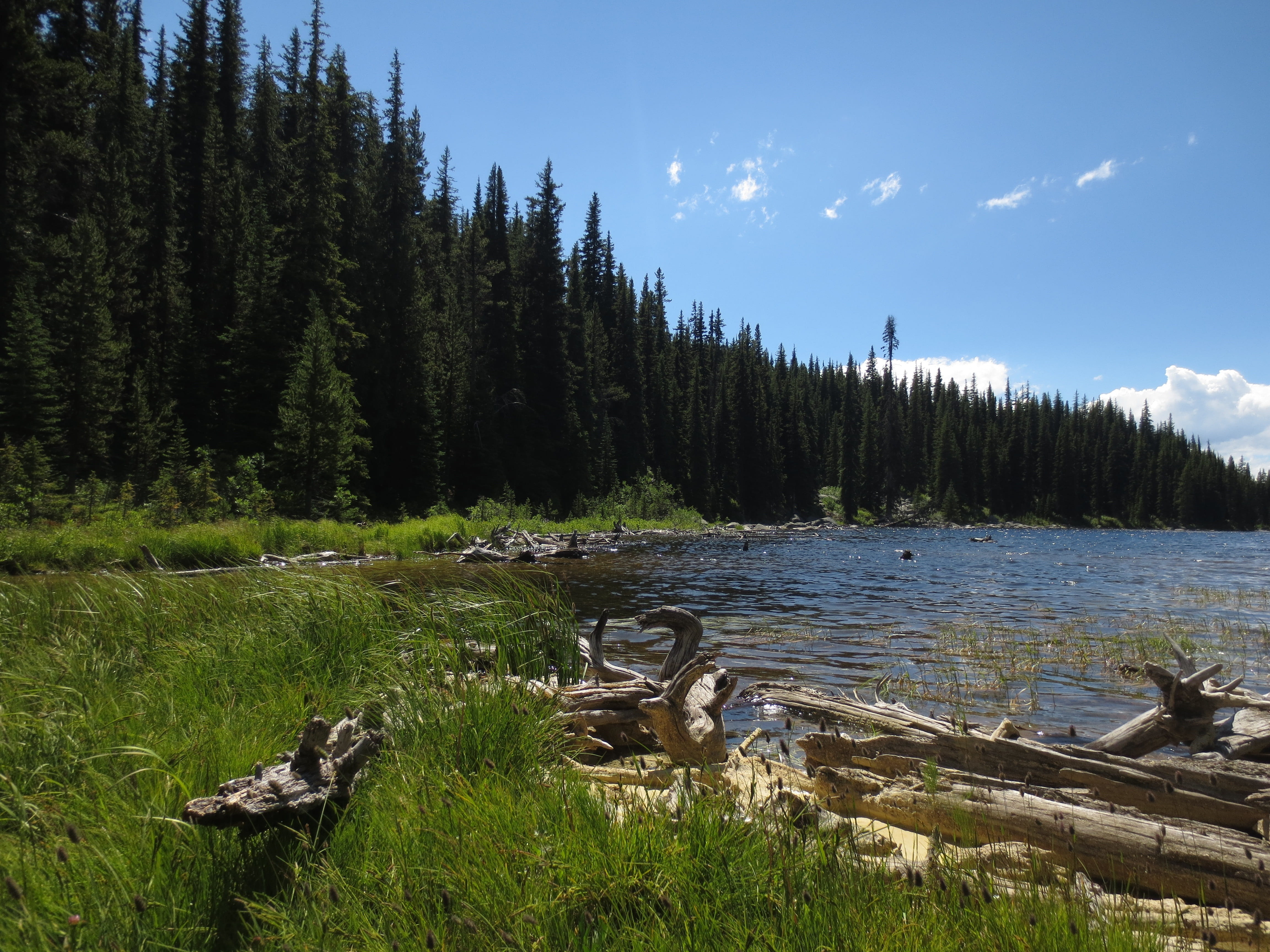 wetland, no people, wood, trees, tranquility, water, day, grass, nature, sky, growth, forest, scenics - nature, tree, beauty in nature, non-urban scene, HD Wallpaper