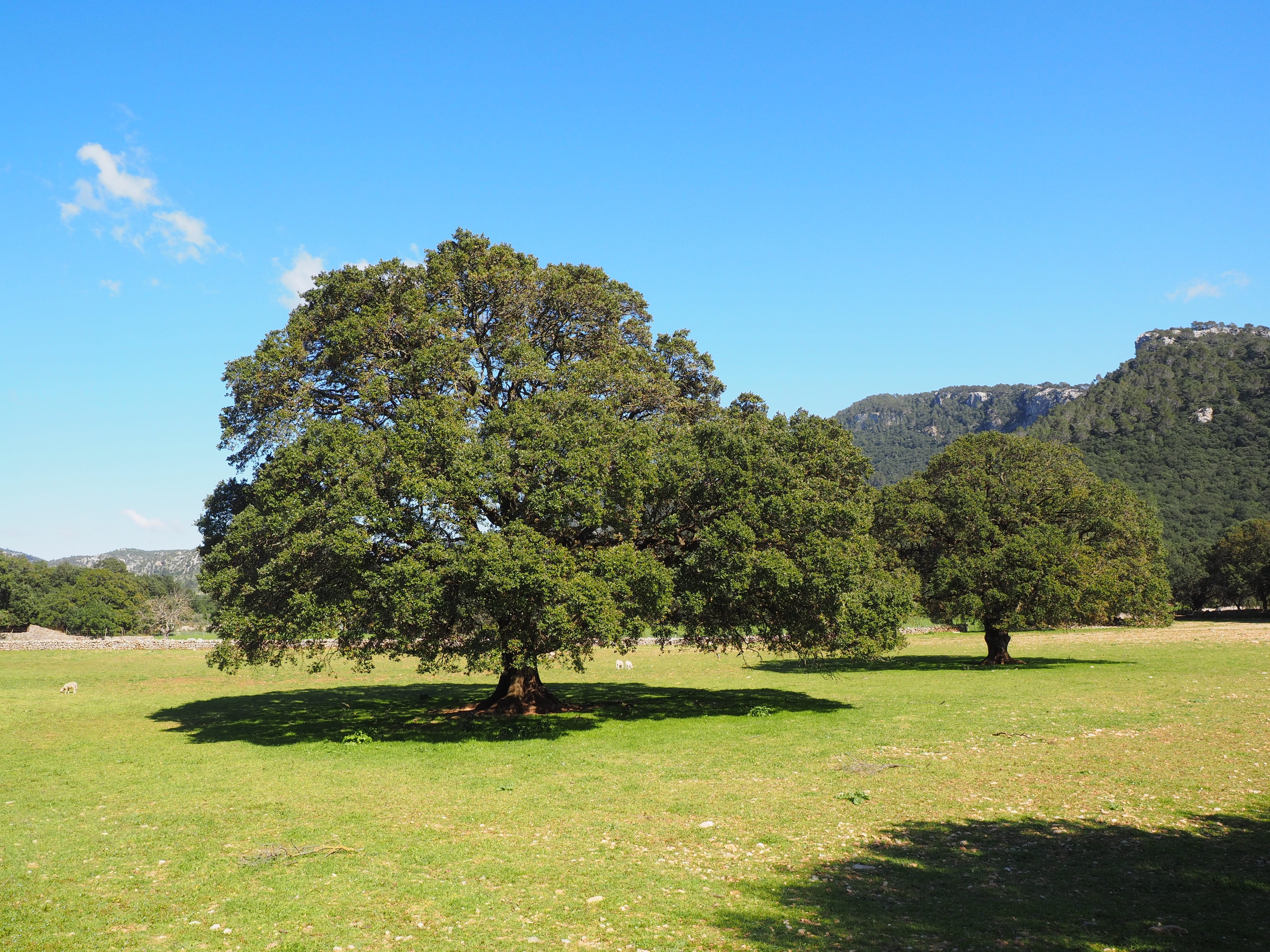 grass, tranquil scene, golf course, day, sky, valley of orient, land, laurel greenhouse, mountain, outdoors, green color, sunlight, no people, lauraceae, HD Wallpaper