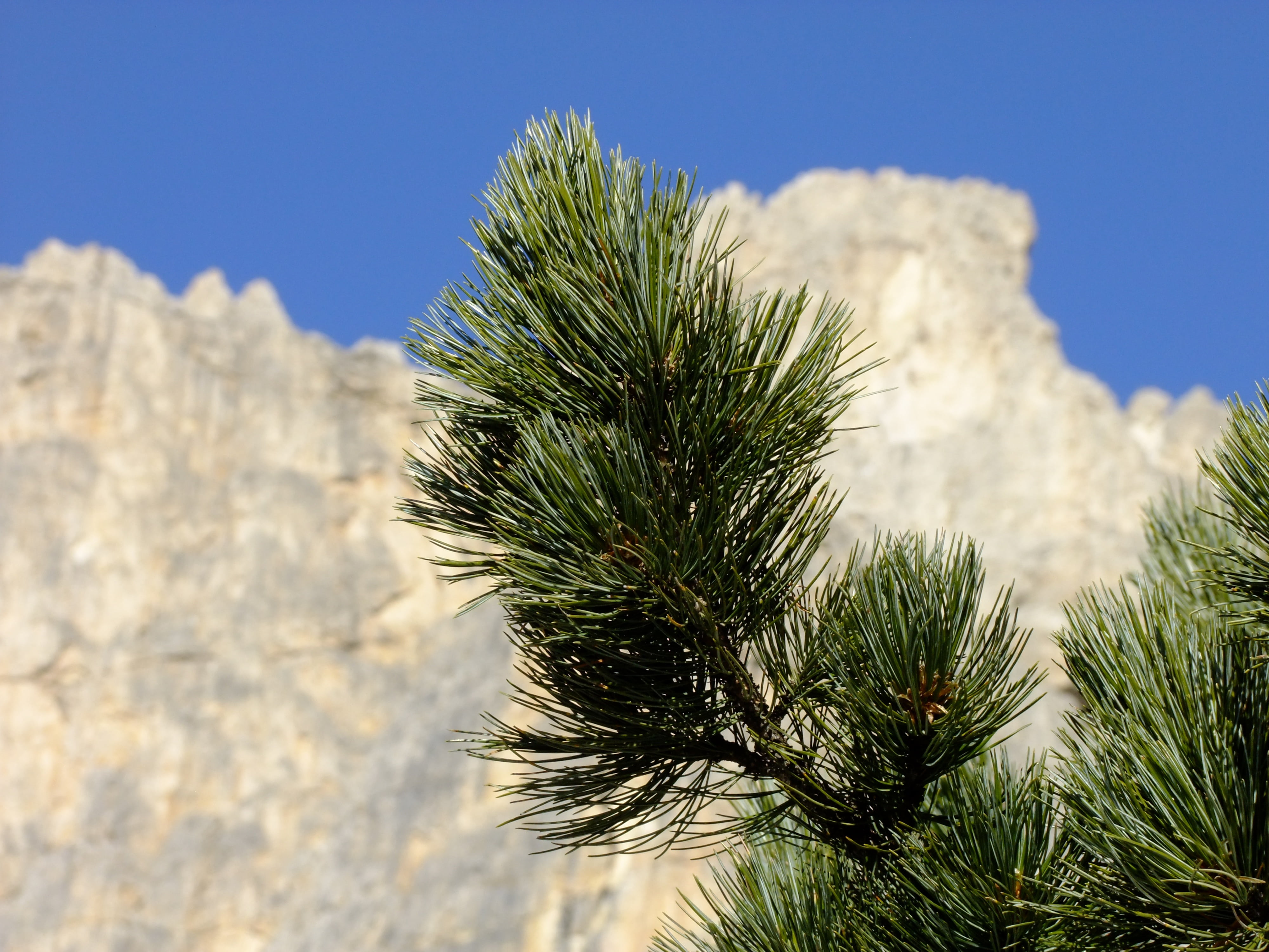 green, growth, swiss stone pine, no people, mountain, day, mountains, nature, palm tree, alpine, branch, sunlight, western, 4K, scenics - nature, tranquility, HD Wallpaper