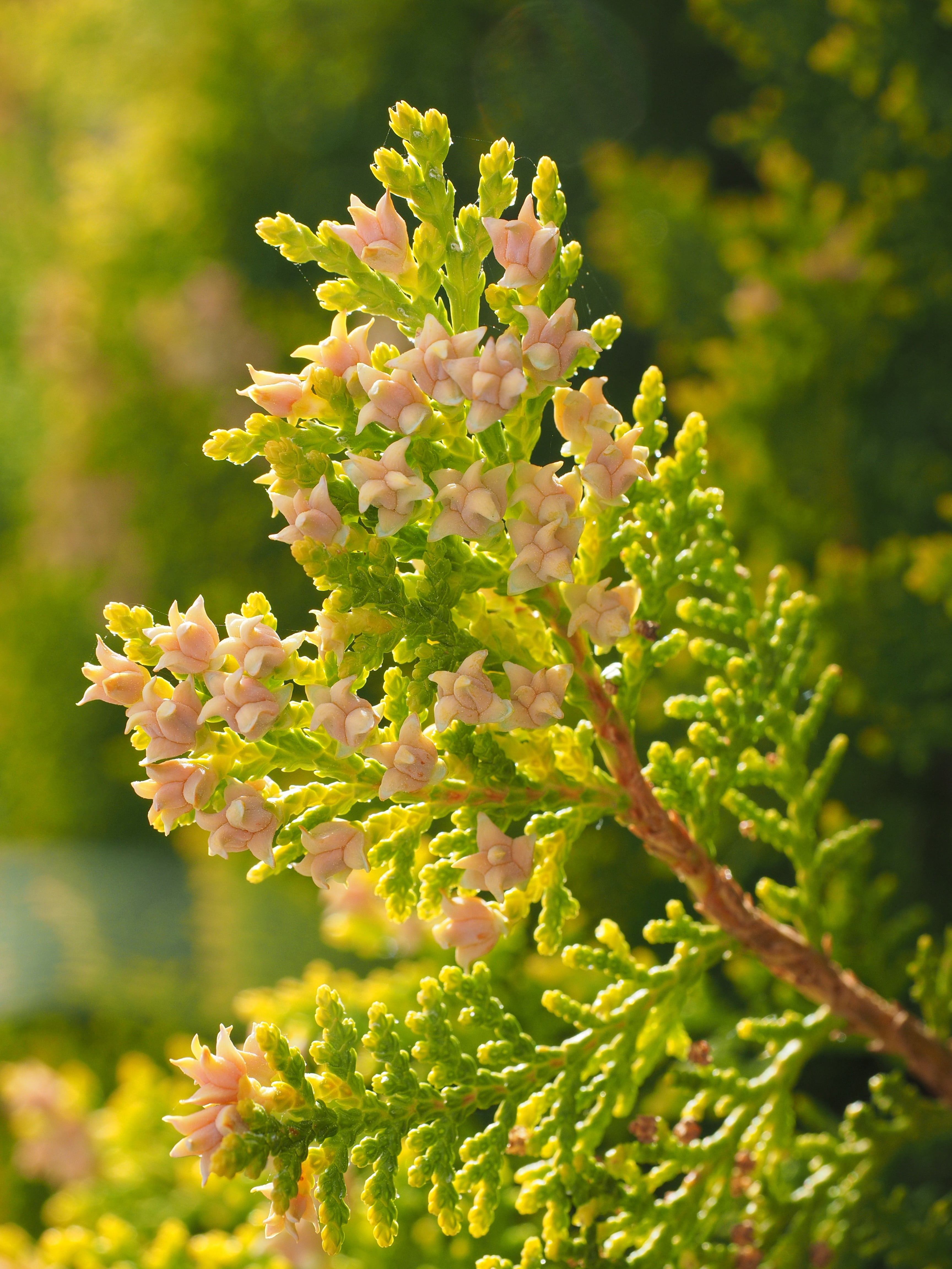 beauty in nature, cypress under glass, bush, flowers, ordinary thuja, outdoors, inflorescence, western thuja, periwinkle, botany, focus on foreground, fragility, Phone HD Wallpaper