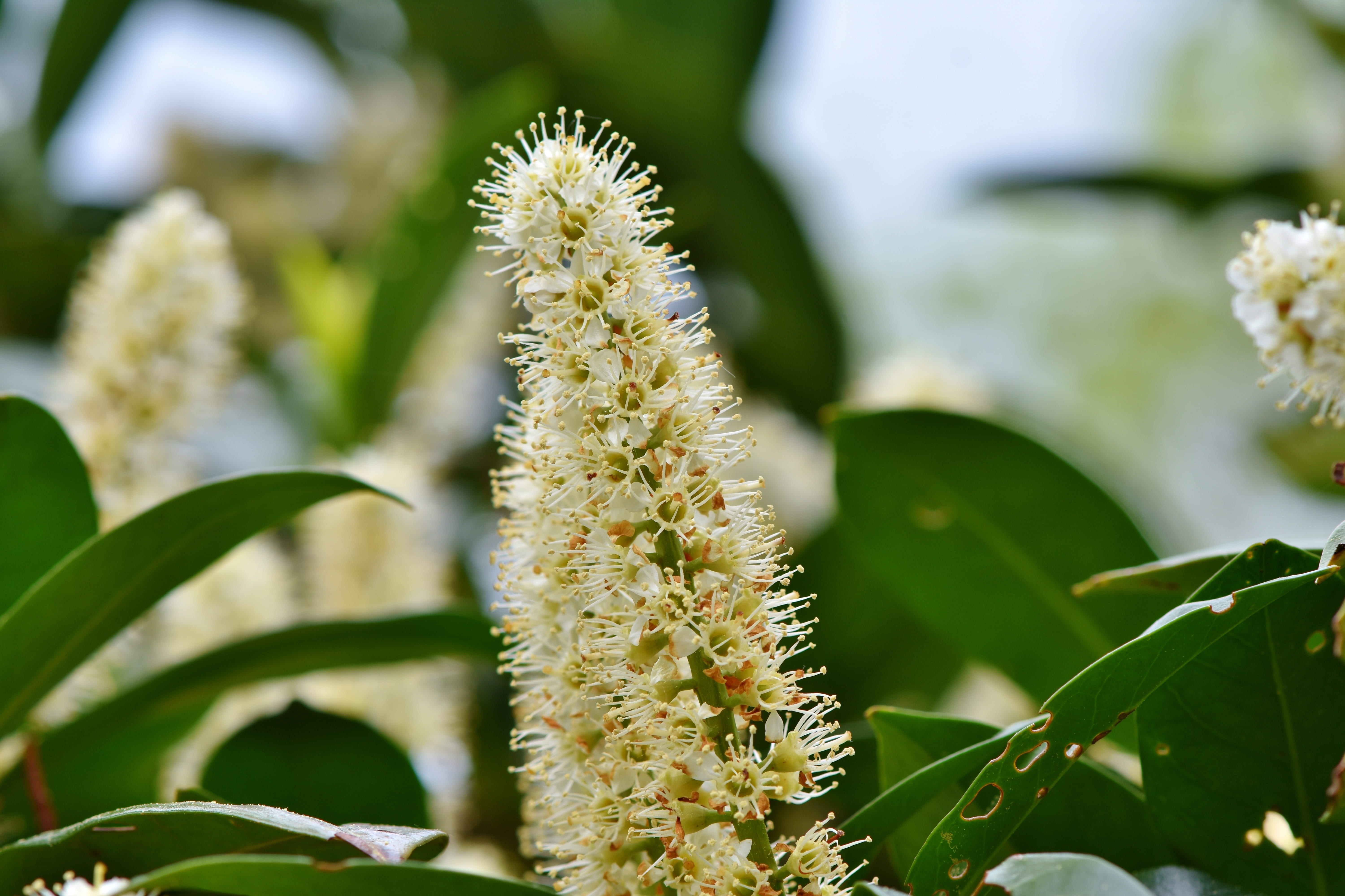 growth, green color, bush, close-up, 5K, white color, plant part, vulnerability, bayberry, nature, green, plant, freshness, flowering plant, cherry laurel, HD Wallpaper
