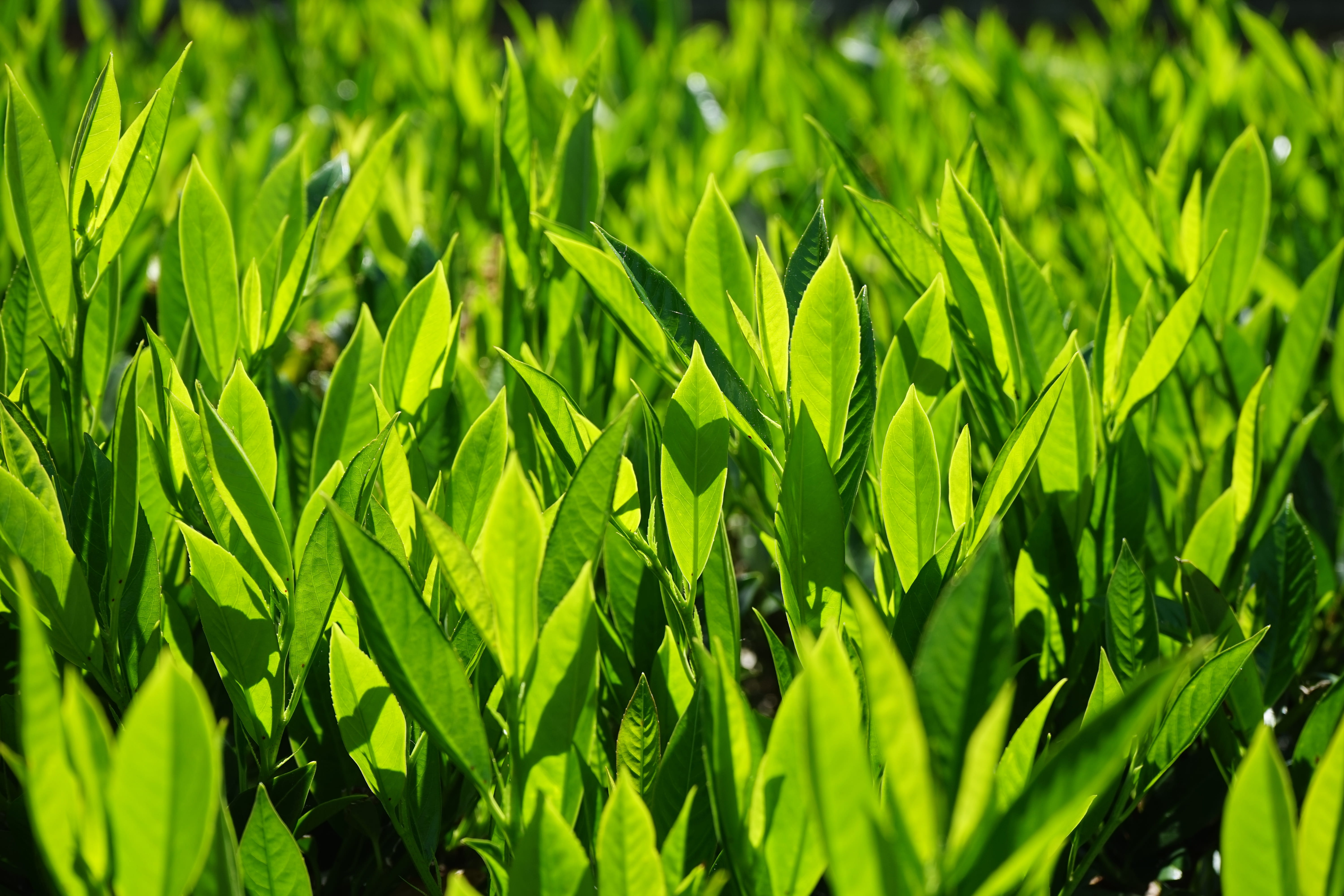 agriculture, day, close-up, plant part, green color, light green, shades of green, lush foliage, back light, plantation, sunlight, full frame, beauty in nature, HD Wallpaper