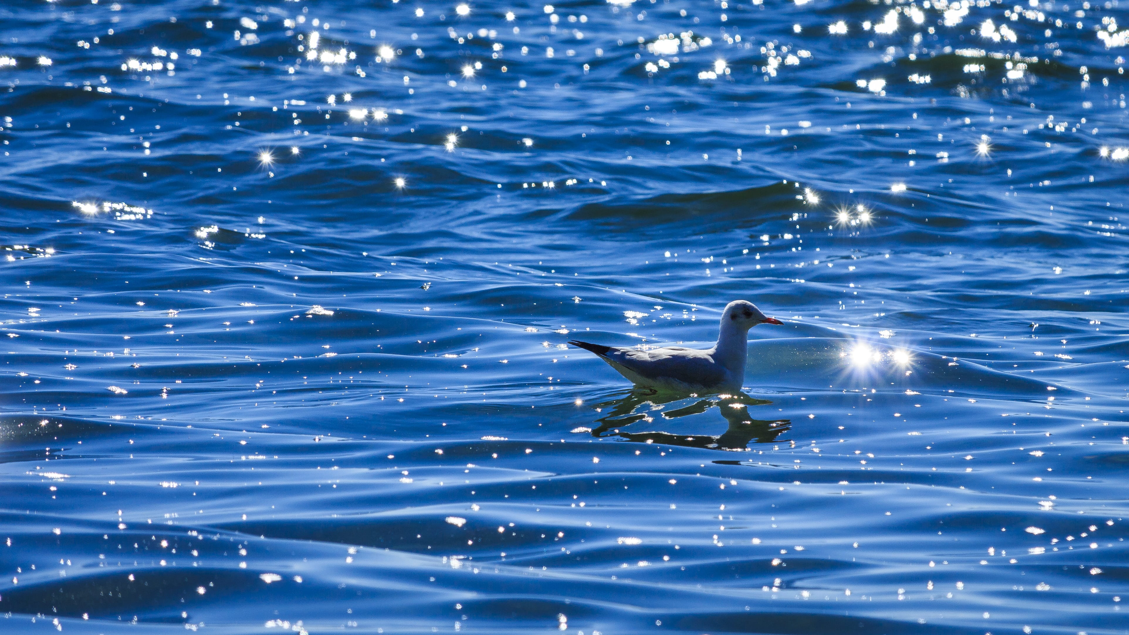 lake constance, background, swimming, stones, animal themes, bird, white, vertebrate, body, water reflection, no people, on the water, blue, lake, rippled, HD Wallpaper