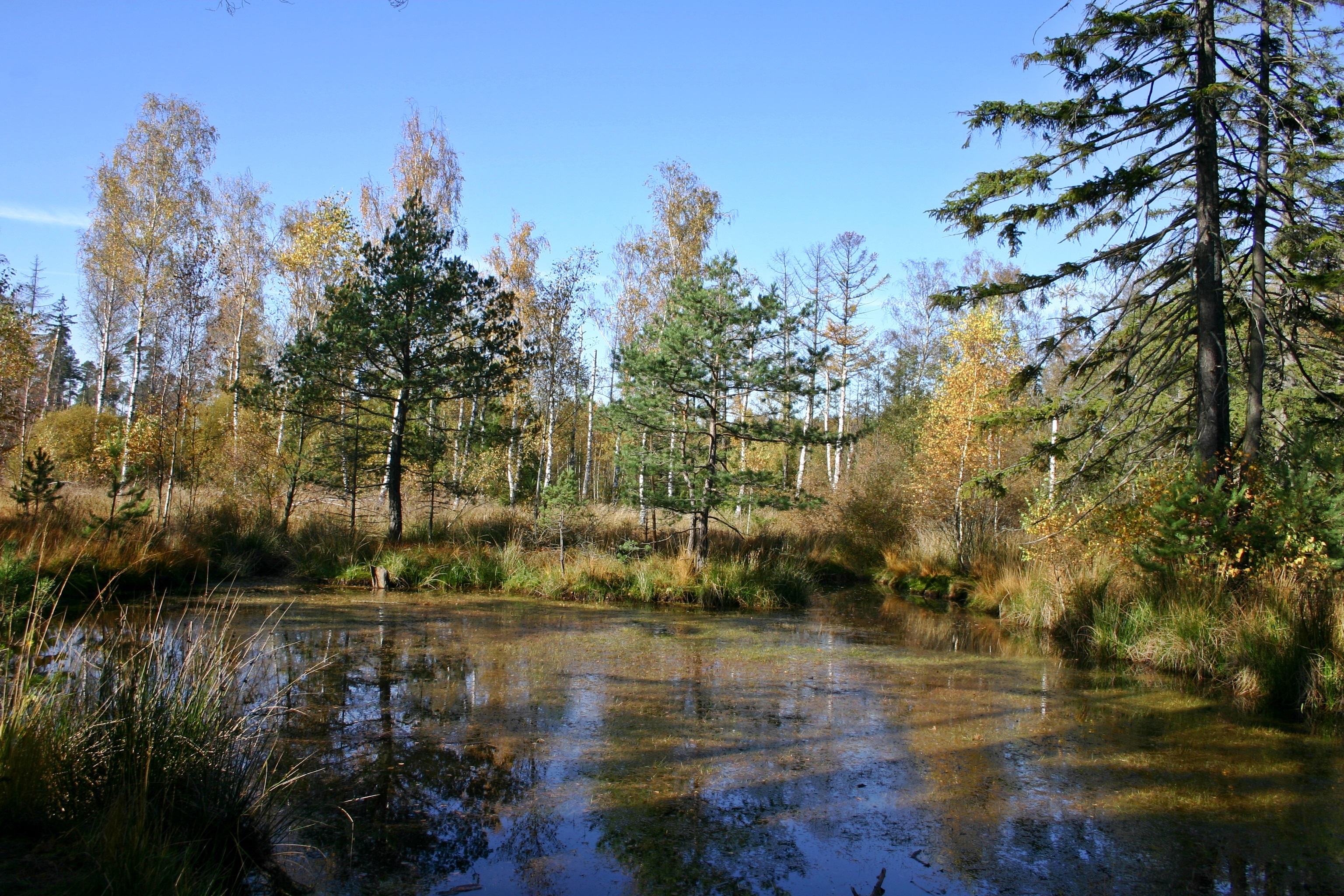plateau bog, no people, day, plant, birch lake, moor, reflection, sky, landscape, baden württemberg, waters, scenics - nature, wetland, nature conservation, HD Wallpaper