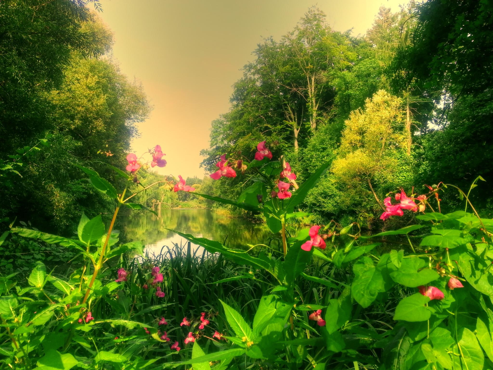 visit, nature, 1080P, garden, flower, lake, HD Wallpaper