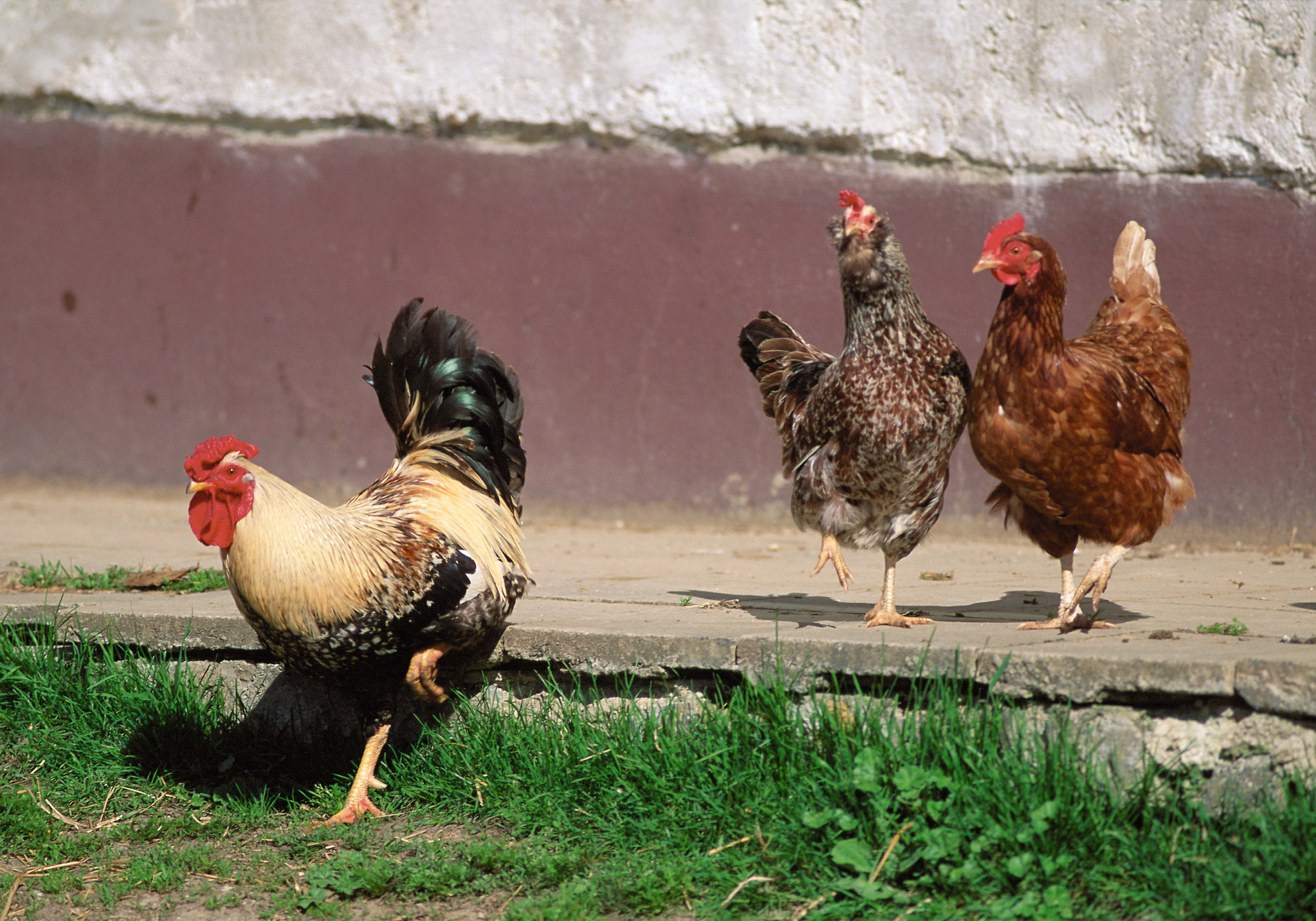 beak, gray, farm, bird, green Color, nature, non-Urban Scene, vertebrate, no people, cockerel, animal themes, meat, brown, group of animals, agriculture, HD Wallpaper