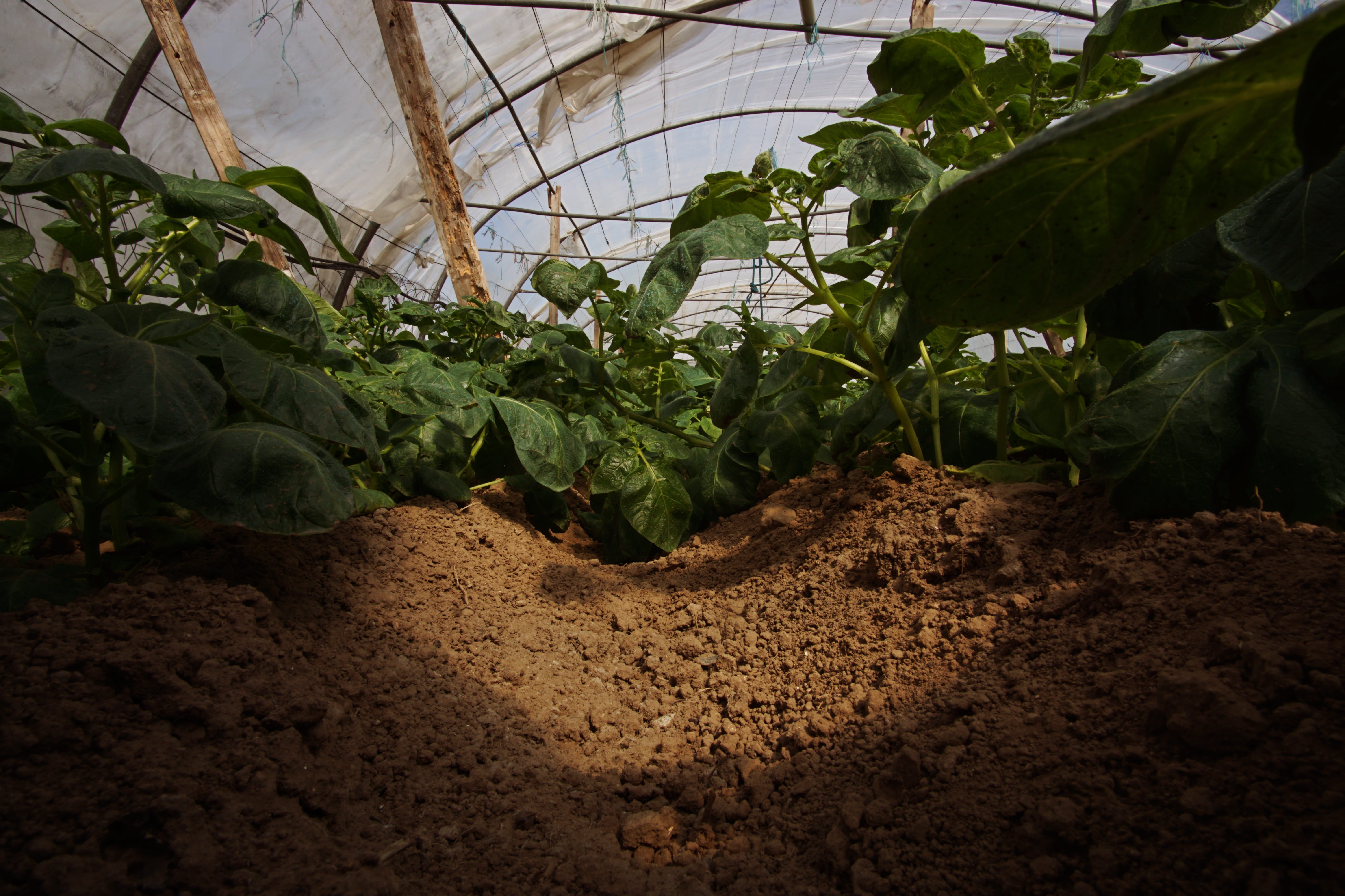no people, rokinon, house, outdoors, shadow, light, dirt, day, agriculture, 5K, leaves, plant, growth, trélévern, furrow, tomato, plant nursery, green, HD Wallpaper