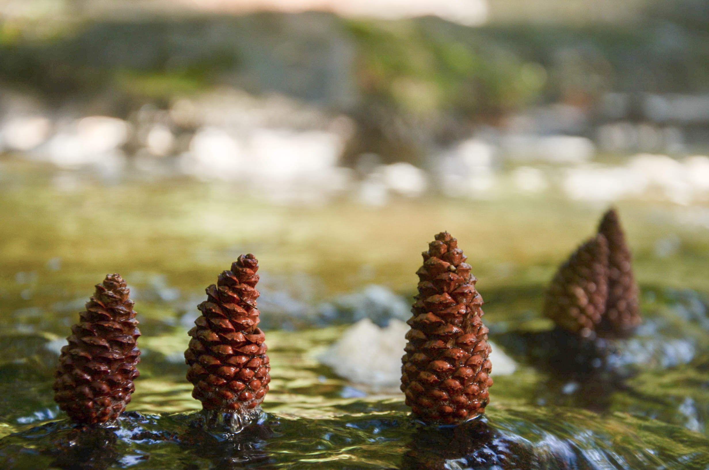 close-up, no people, new zealand, freshness, stack, in a row, group of objects, food, food and drink, pine cone, nature, selective focus, water, waiotapu, HD Wallpaper