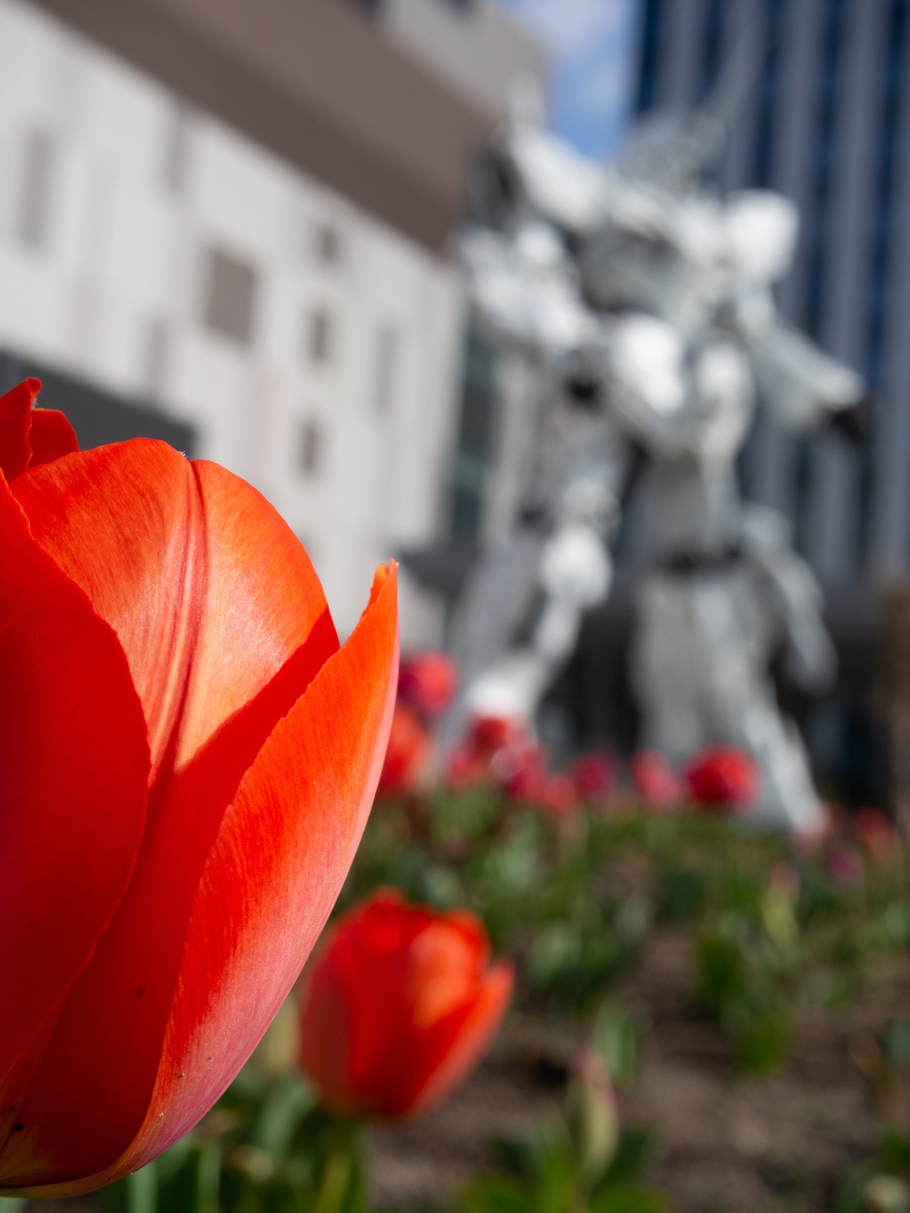 odaiba, building exterior, flower head, colorful, close-up, plant, floral design, tulip fields, no people, green, spring flowers, growth, freshness, day, Phone HD Wallpaper