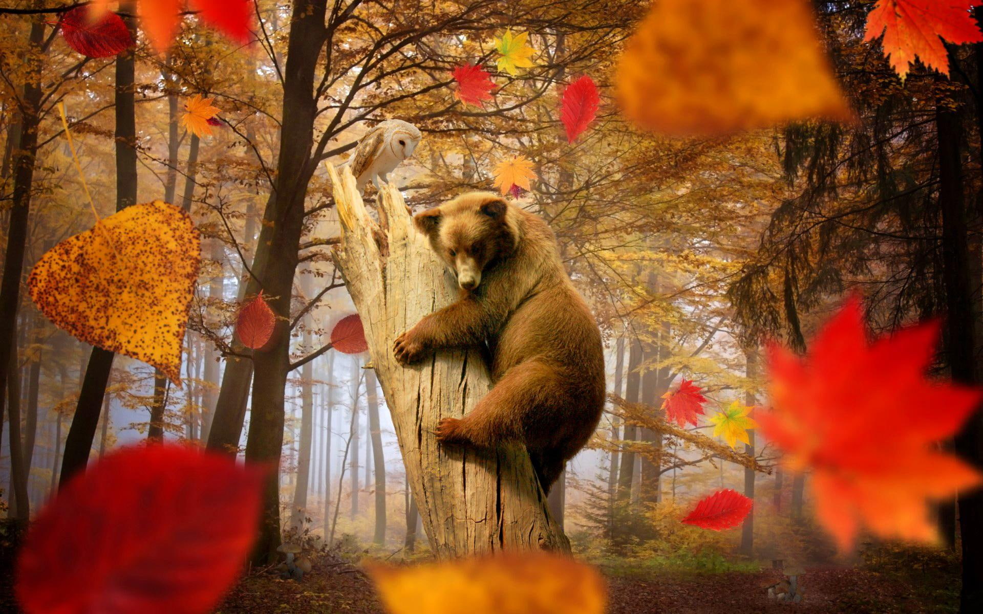 falling, joy, season, foliage, colorful, calm, trees, autumn, 1080P, lovely, nice, leave, creative, fall, bear, beautiful, HD Wallpaper