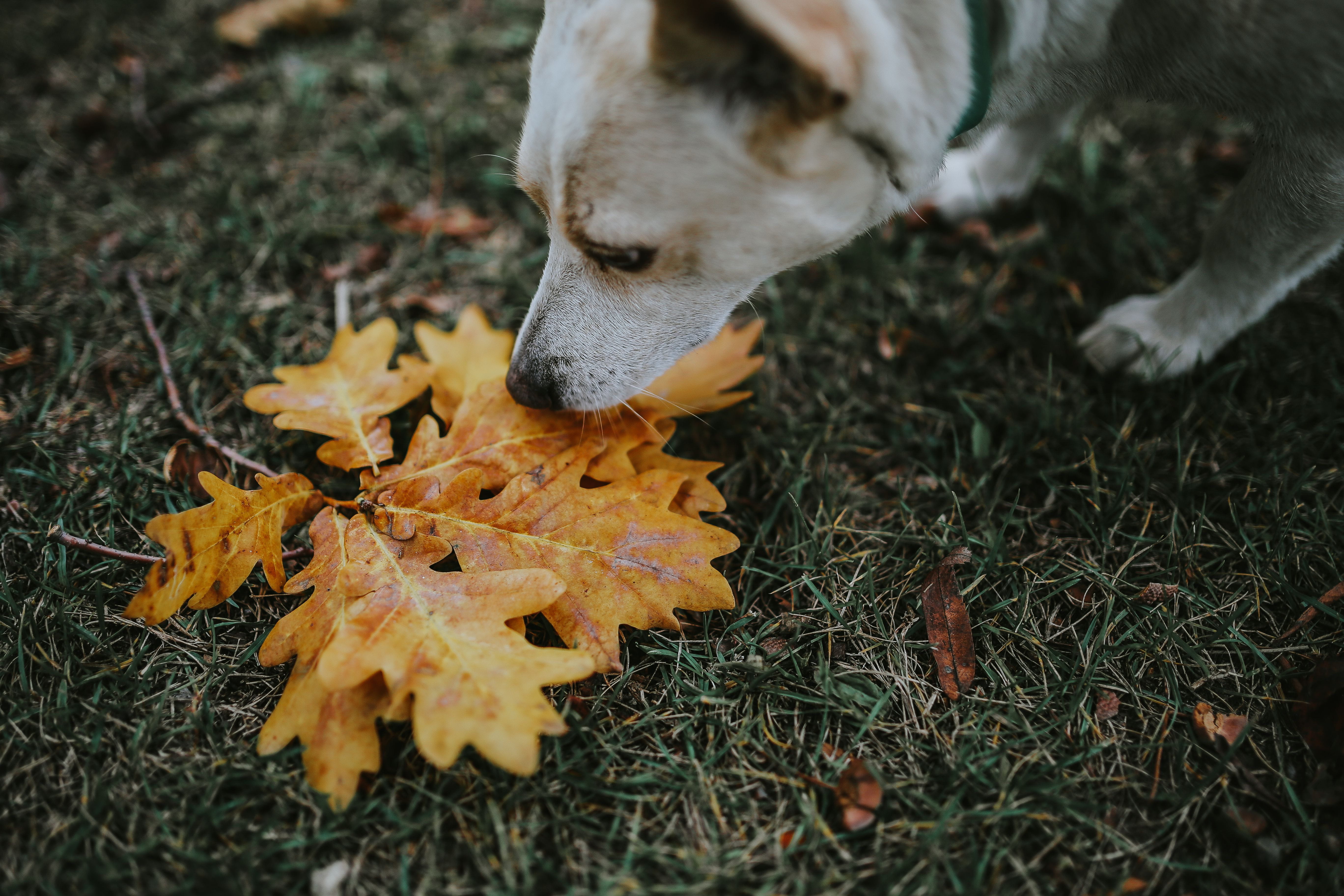 mammal, plant part, change, mobile, domestic animals, fall, no people, leaf, outdoors, day, cute, land, ground, leaves, dog, field, 5K, autumn, Autumn leaves, HD Wallpaper