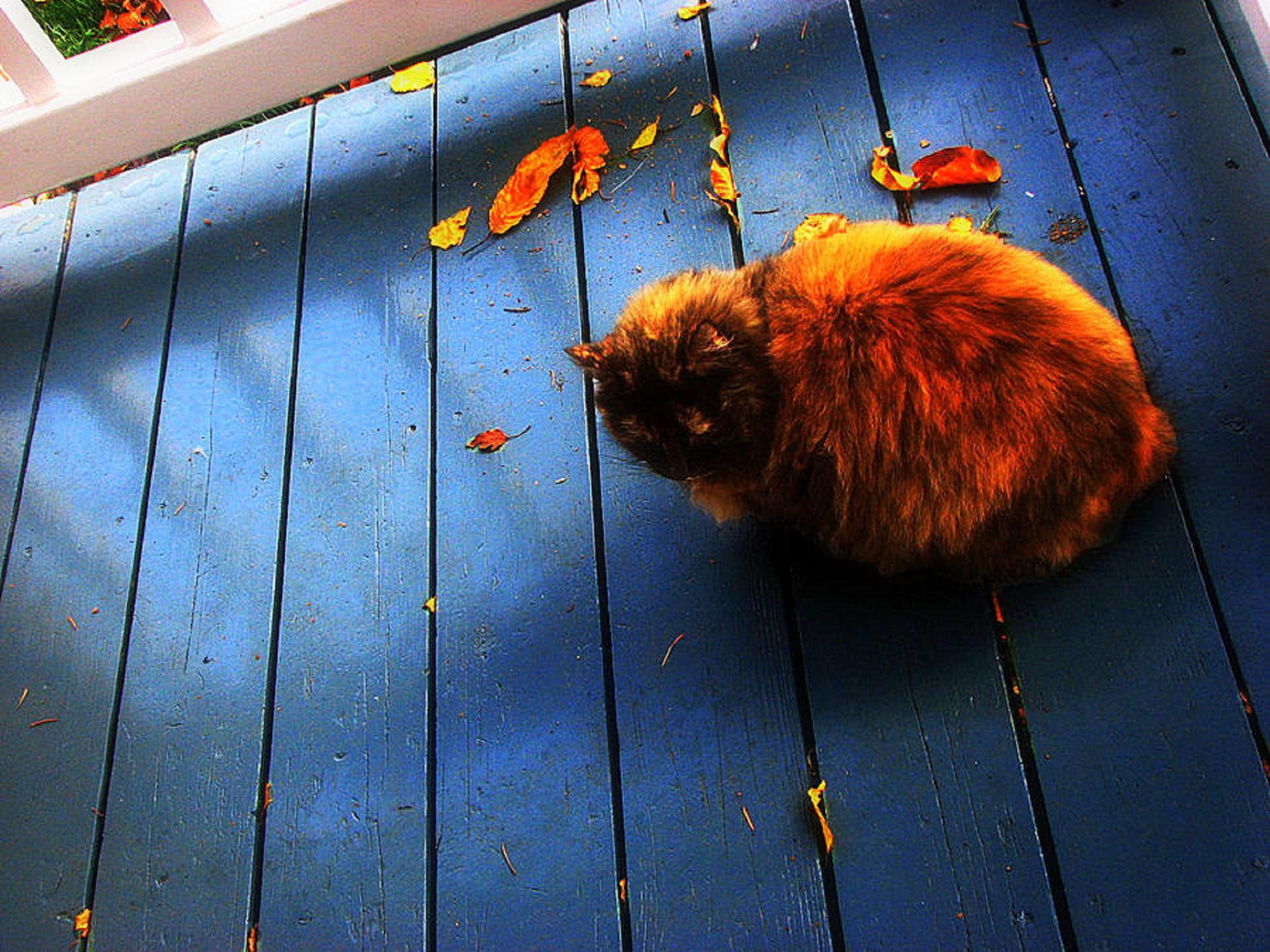 naughty, animals, 1080P, colo, beautiful, leaves, lovely, creative-pre--made, plants, furry, nature, trees, cute, fall-season, cat, fall, HD Wallpaper