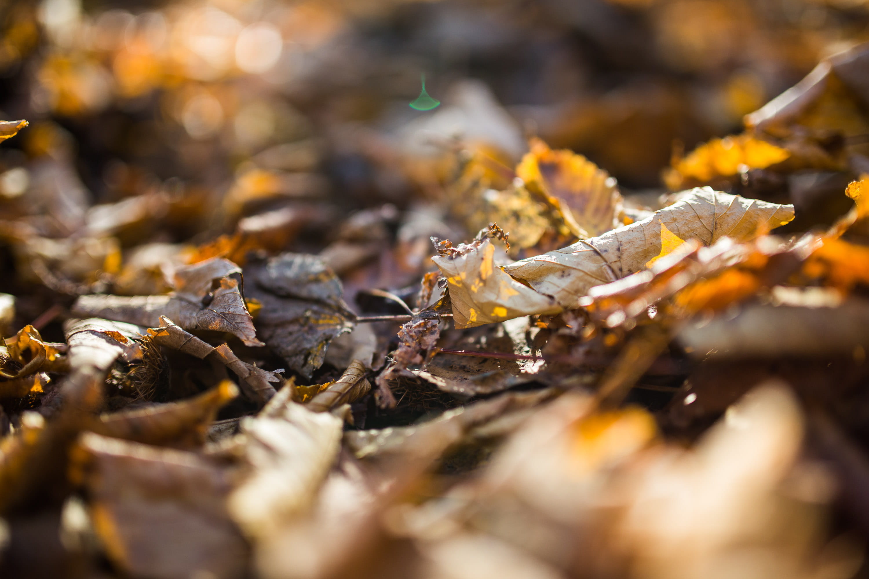 full frame, color Image, land, plant, autumn, leaf, tree, close-up, selective focus, wood - material, bee, Forest, beauty in nature, food, outdoors, insect, HD Wallpaper