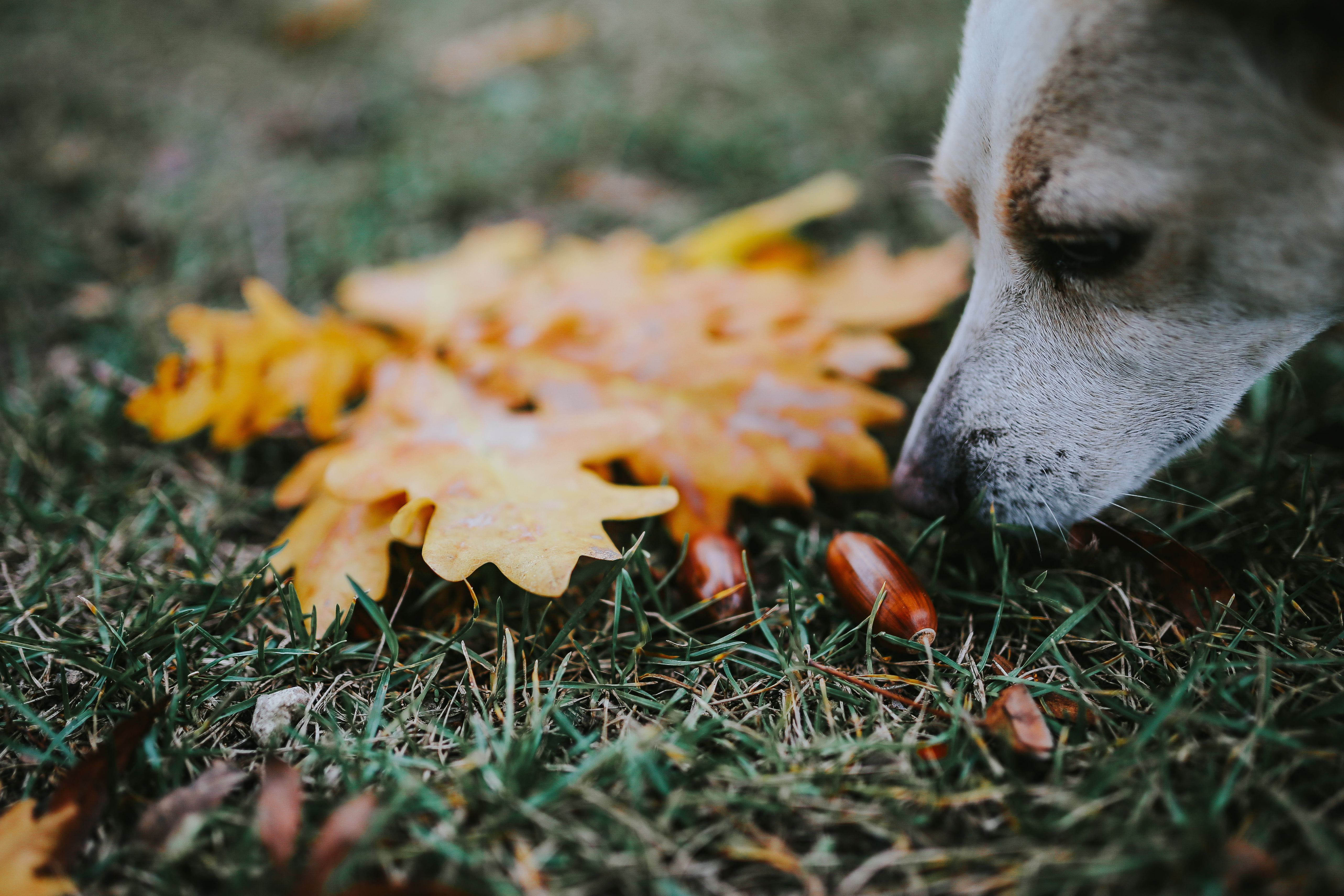 plant part, leaves, land, day, Autumn leaves, grass, mobile, leaf, plant, animal themes, cute, brown, close-up, yellow, selective focus, pets, nature, outdoors, HD Wallpaper