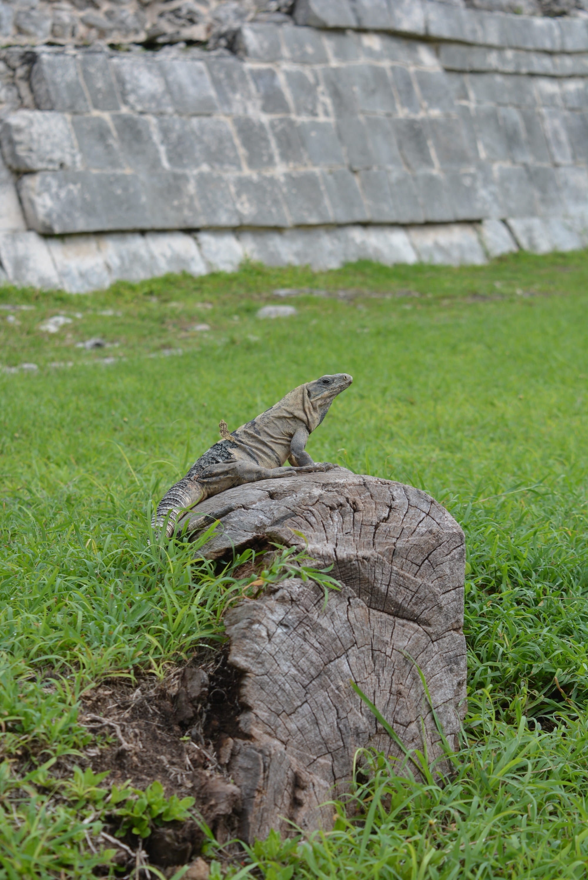 no people, full length, reptile, animals in the wild, iguana, nature, day, one animal, outdoors, kukulcan, green color, land, itza, animal themes, vertebrate, Phone HD Wallpaper