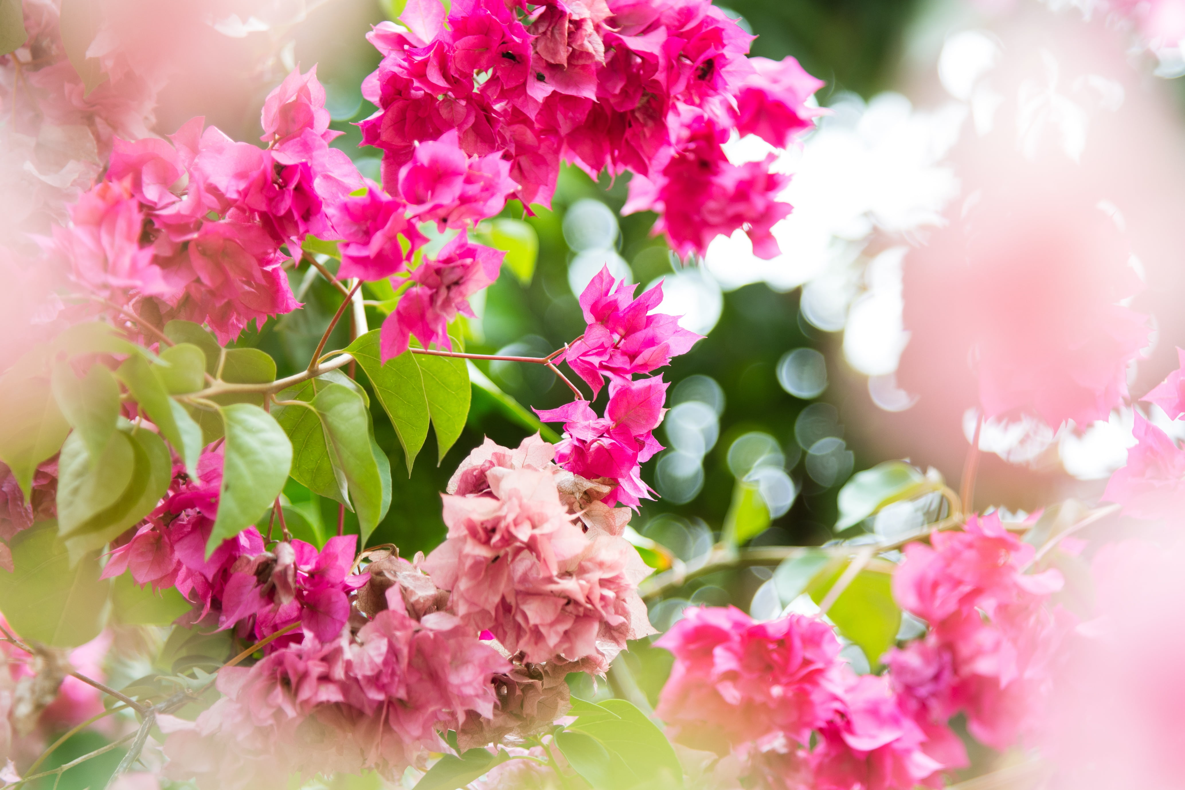 wedding, color, selective focus, white, colorful, love, bougainvillea, bunch of flowers, floral, green, tree, romantic, no people, lilac, pattern, flower arrangement, HD Wallpaper