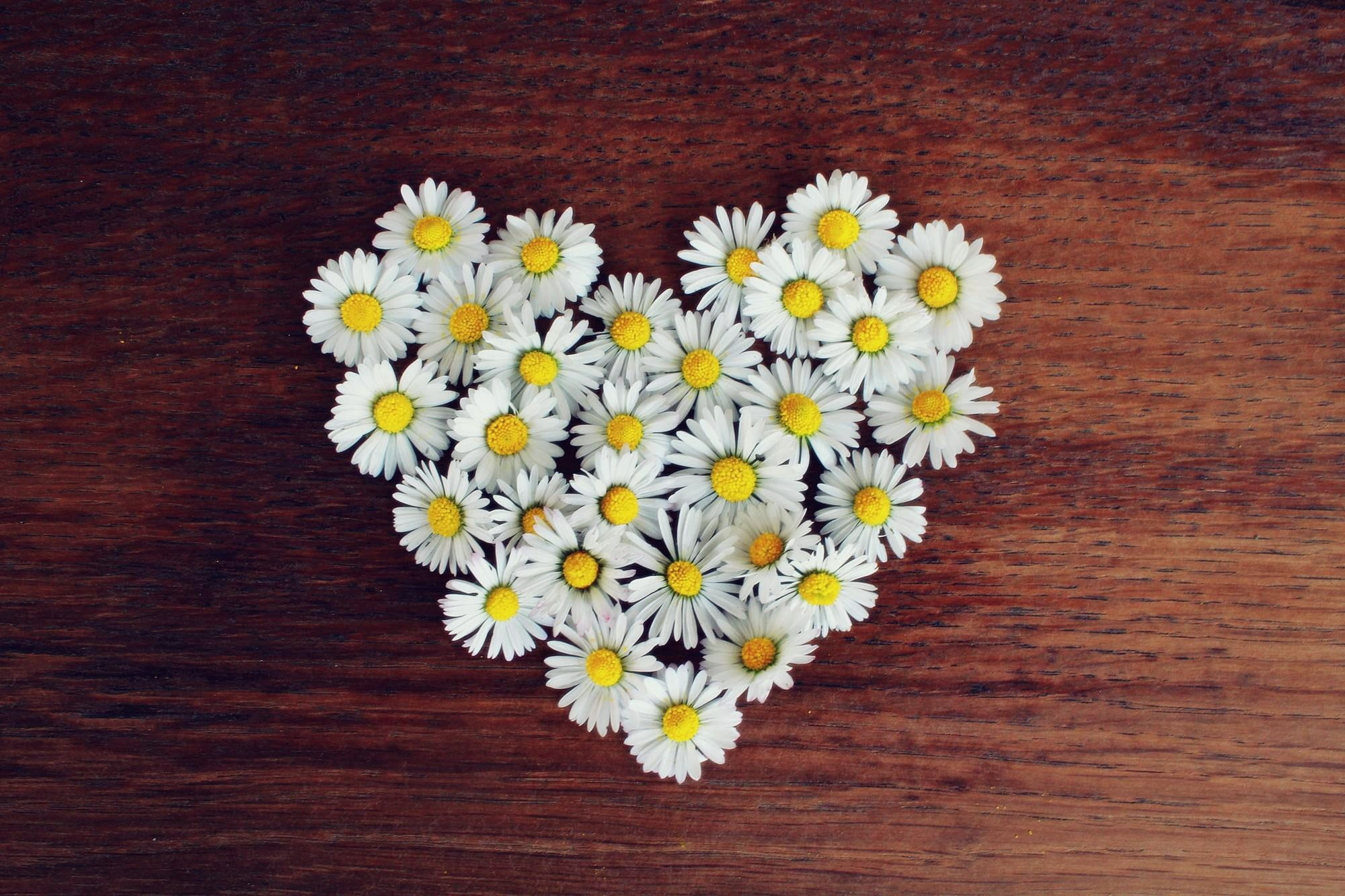 daisy, tabl, romantic, valentines day, heart shaped, beauty in nature, no people, symbol, romance, flowers, shaped, trust, connected, positive emotion, HD Wallpaper