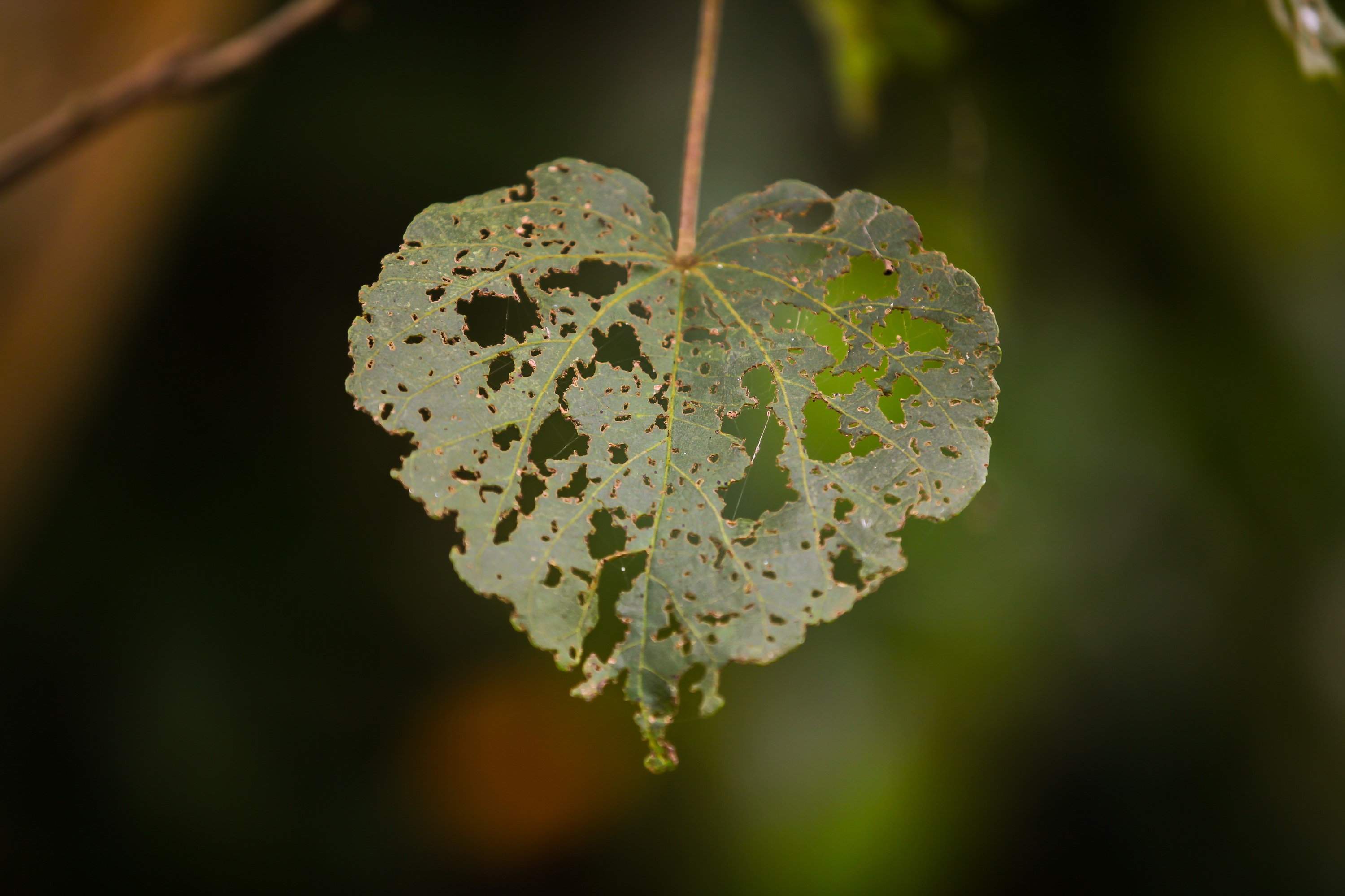 cut, outdoors, romance, forest, leave, food and drink, freshness, shape, tree, growth, love, summer, heart, light, beauty in nature, 2K, vulnerability, HD Wallpaper