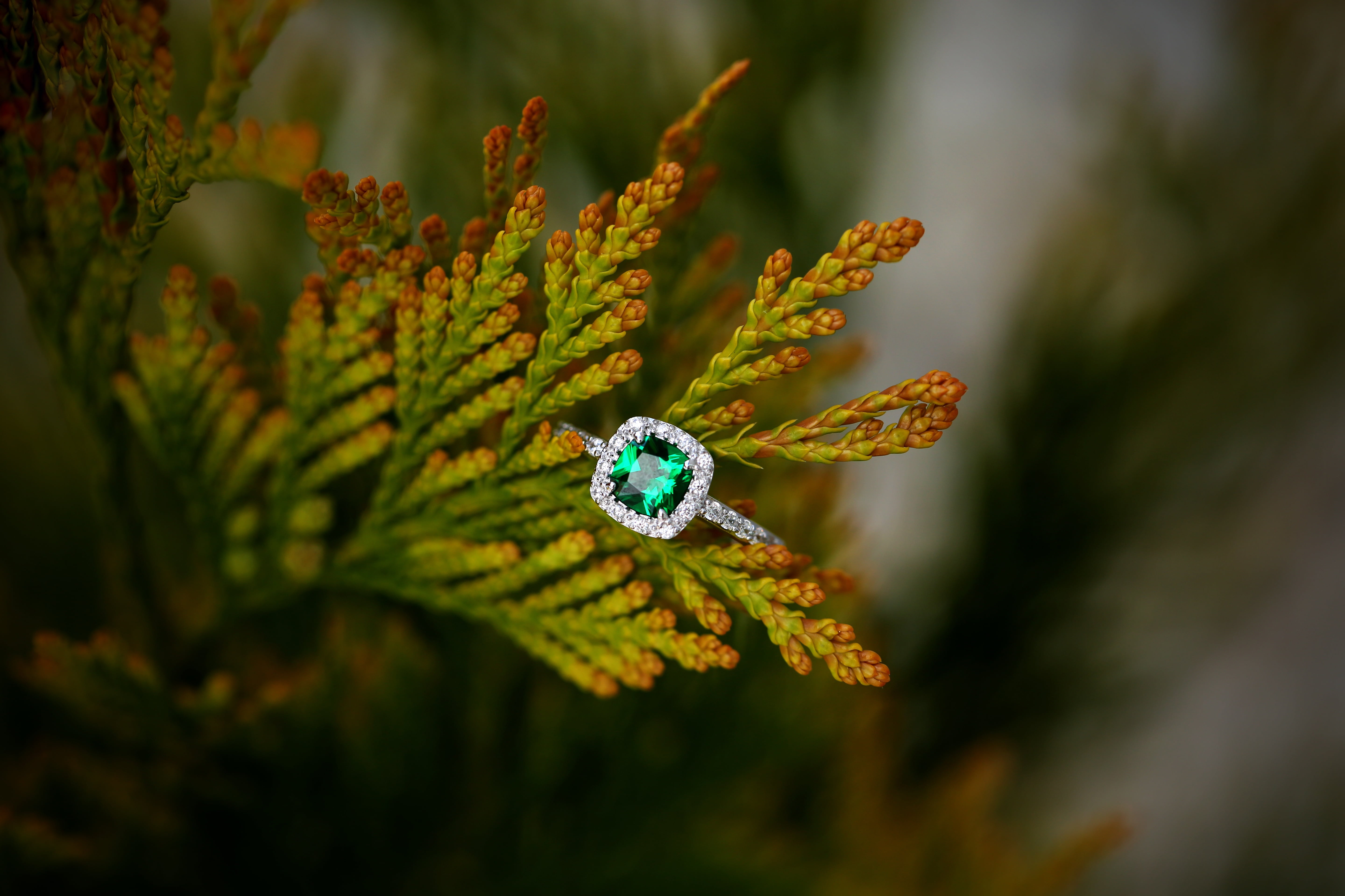 flower, colored, high angle view, leaf, growth, flower Head, beauty In Nature, 5K, macro, day, blue, plant, outdoors, coniferous tree, close-up, branch, HD Wallpaper
