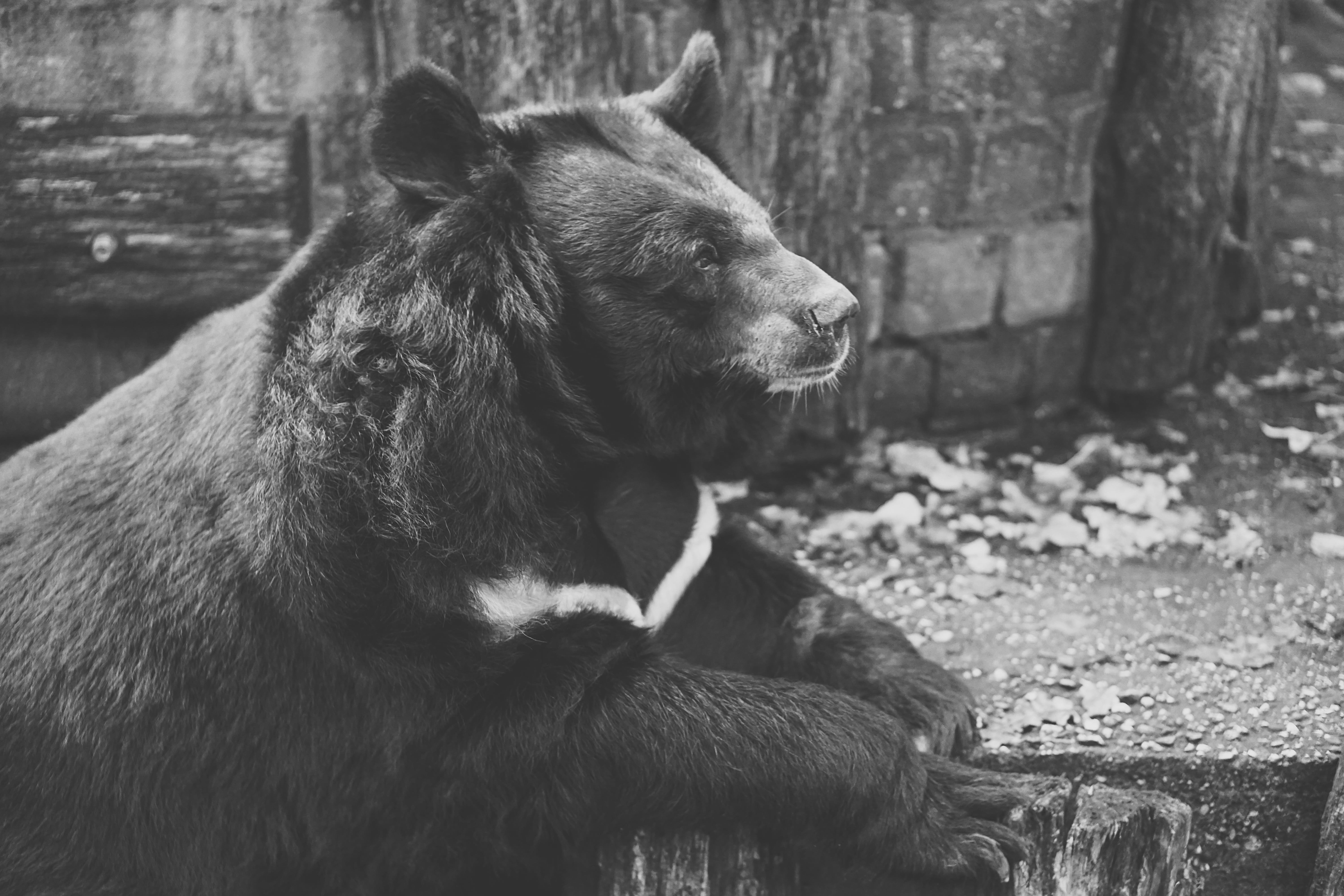 herbivorous, relaxation, lonely, sadness, no people, vertebrate, white, zoo, alone, looking away, domestic animals, wildlife, wildlife photography, animal, HD Wallpaper