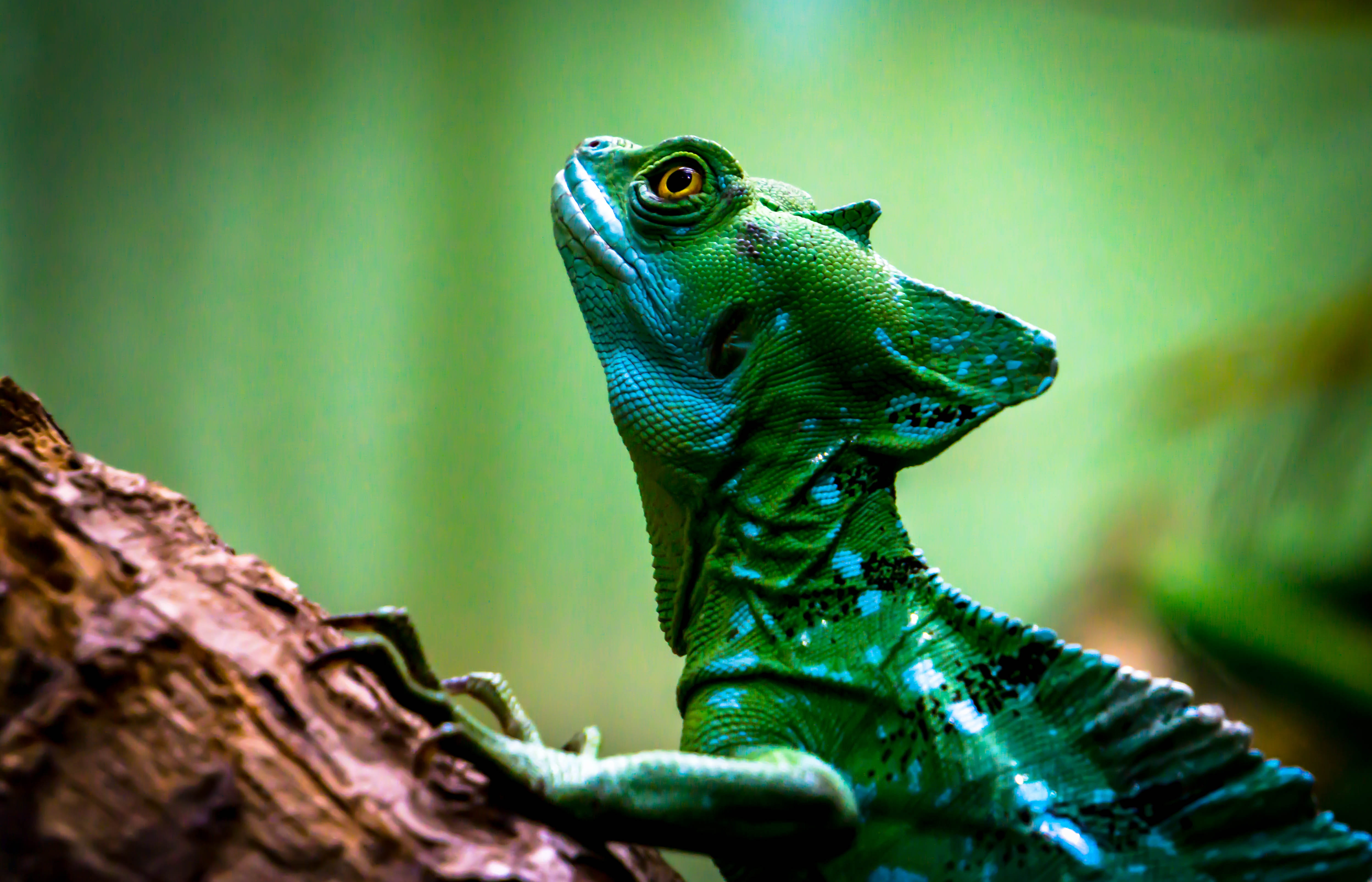 animals in the wild, trunk, nature, tree trunk, animal head, 4K, green color, washington, animal wildlife, reptile, animal scale, no people, animal themes, HD Wallpaper