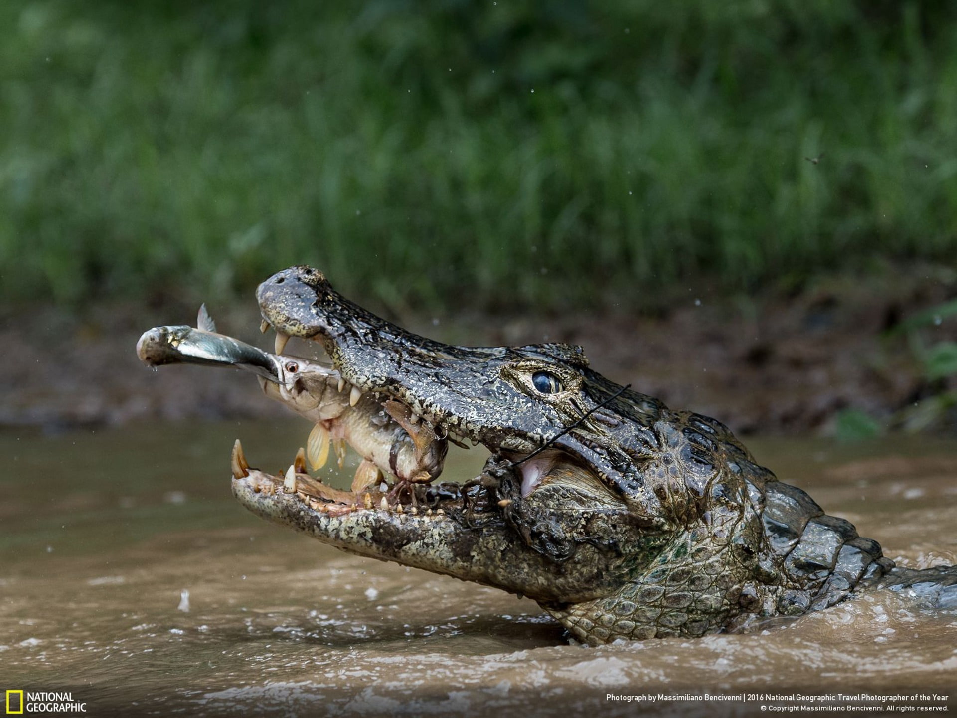 animal, alligator, vertebrate, crocodile, gray, animal themes, mouth open, no people, warning sign, focus on foreground, crocodiles, river, animal body part, HD Wallpaper