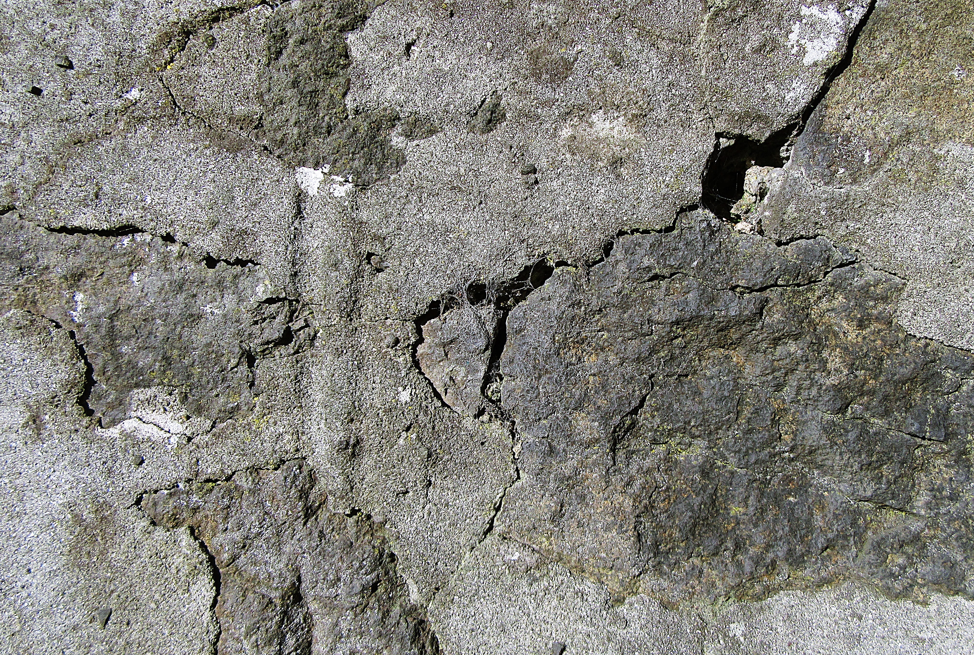 lizard, insect, limestone, cracked, hole, plant, tree trunk, architecture, rock, close-up, cricket insect, ground, built structure, animal, no people, deterioration, HD Wallpaper