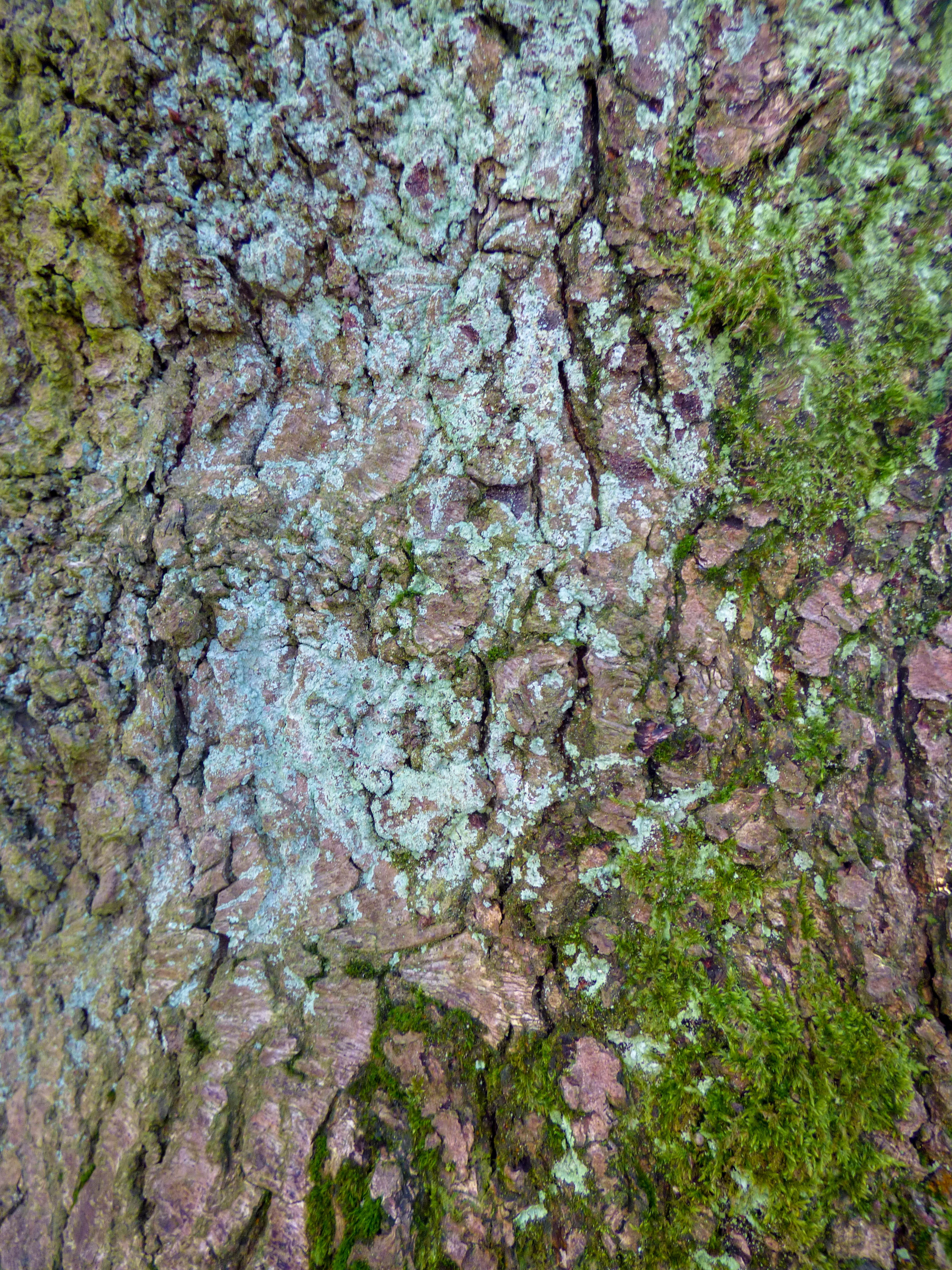 backgrounds, texture, vegetation, pattern, nature, no people, 4K, full frame, tar, rough, landscape, plant, bark, close-up, growth, limestone, tree, textured, Phone HD Wallpaper