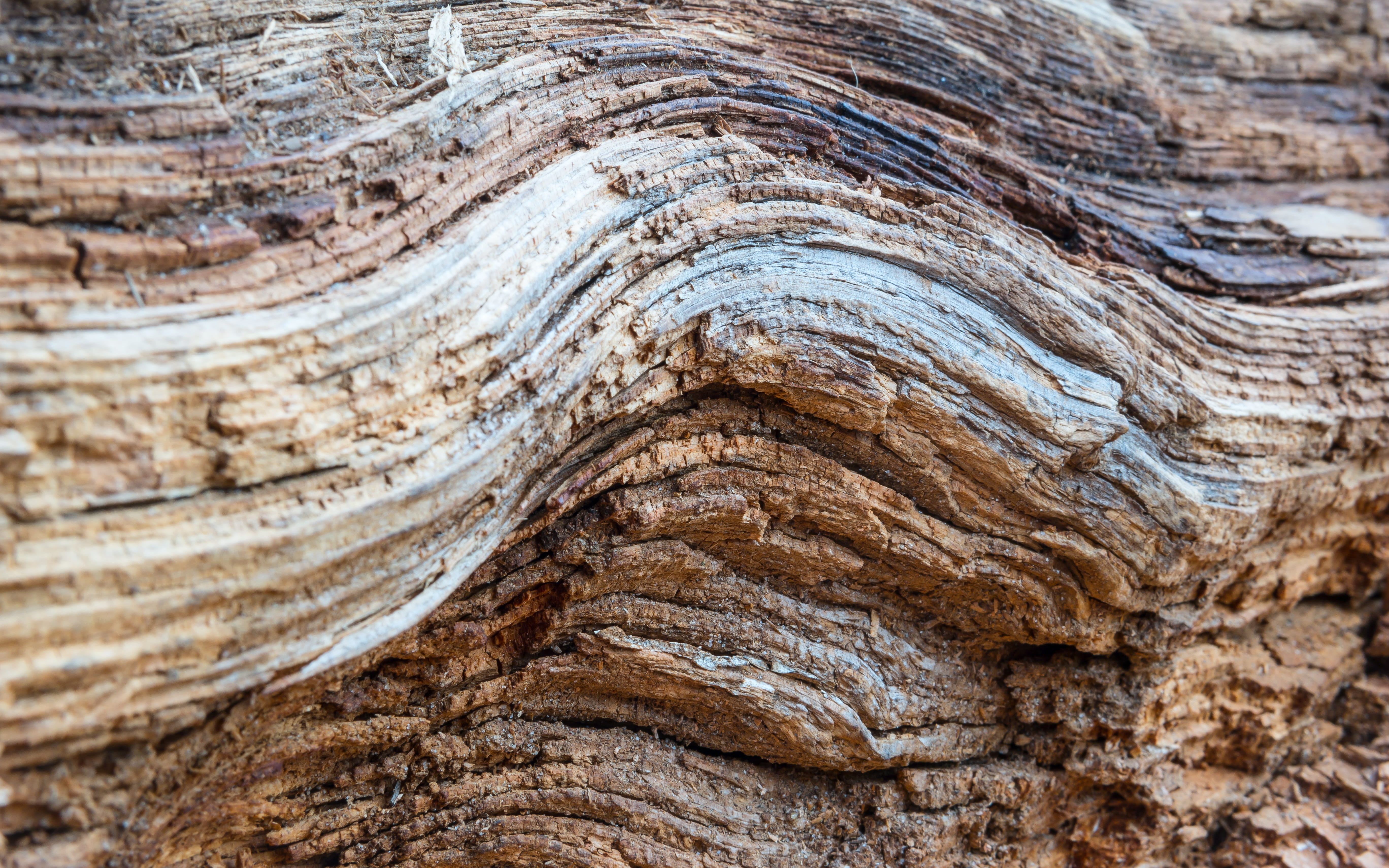 layered, weathered, close-up, Structure, the past, outdoors, background, natural pattern, geology, nature, swinging, pattern, Wood, Fibers, old tree, dead plant, HD Wallpaper
