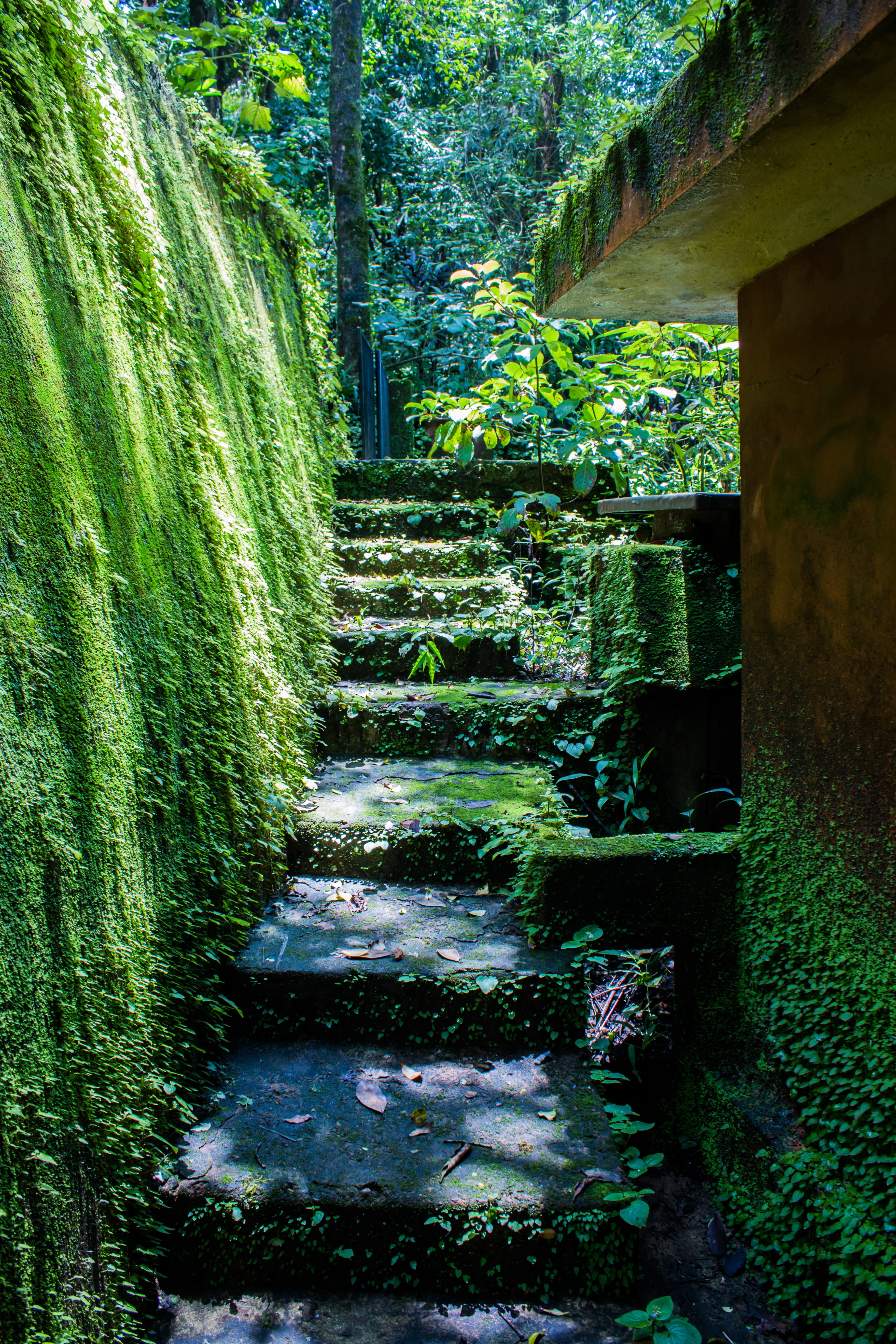 grass, forest, Moss, tourist, footpath, built structure, outdoors, ancient, rock, day, 5K, steps and staircases, Nature, leaf, path, natural, Old, direction, Phone HD Wallpaper
