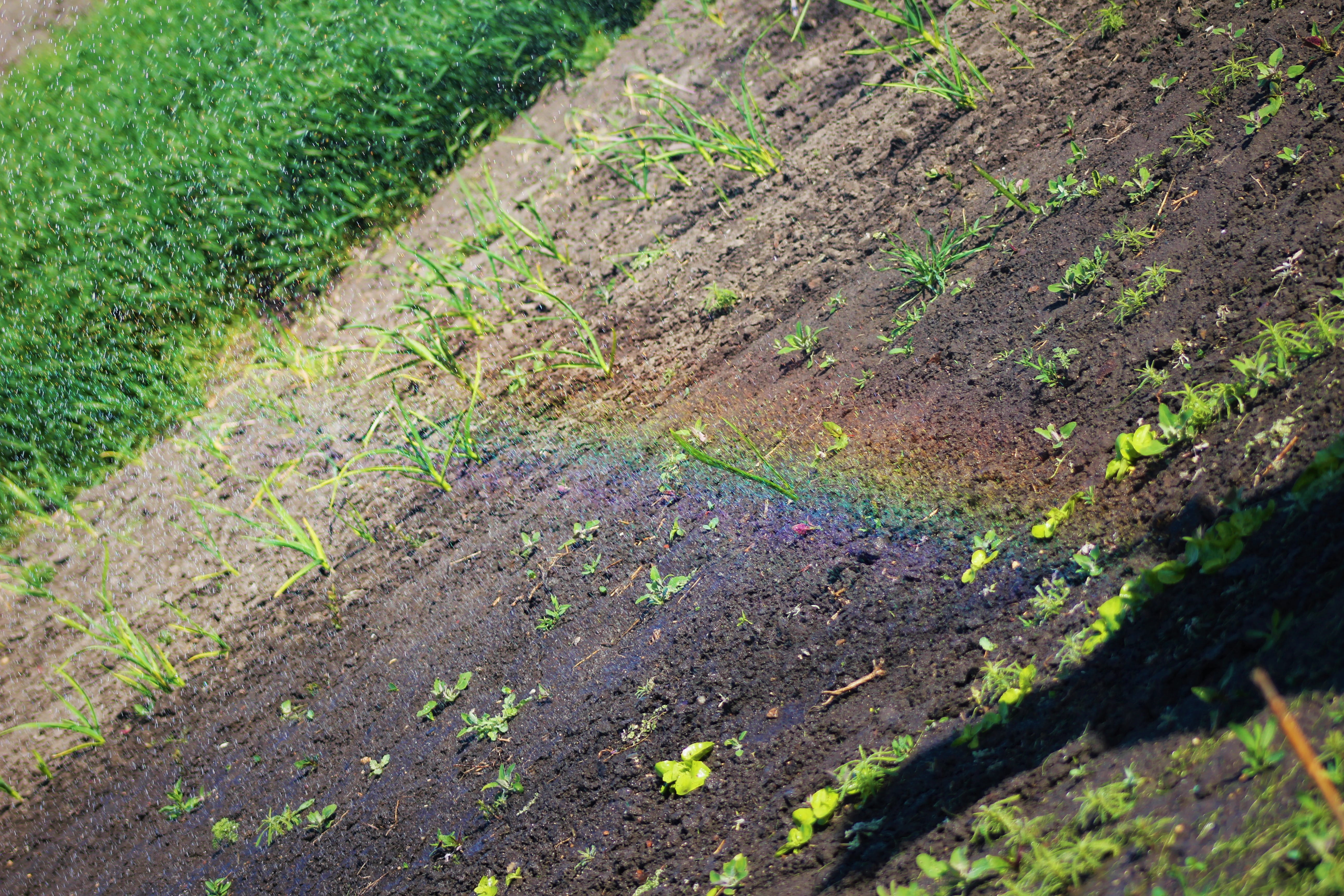 soil, road, slope, dirt, plant, green color, day, footpath, outdoors, mud, landscape, apiaceae, texture, leaf, beauty in nature, no people, close-up, moss, HD Wallpaper