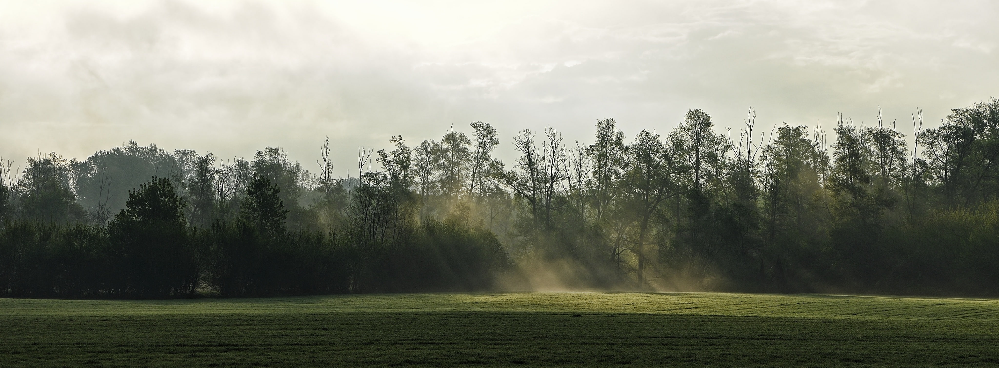 Photography, Rain, outdoors, environment, non-urban scene, green, grass, Scenery, Landscape, tree, pine woodland, respite, land, sunlight, no people, fog, HD Wallpaper
