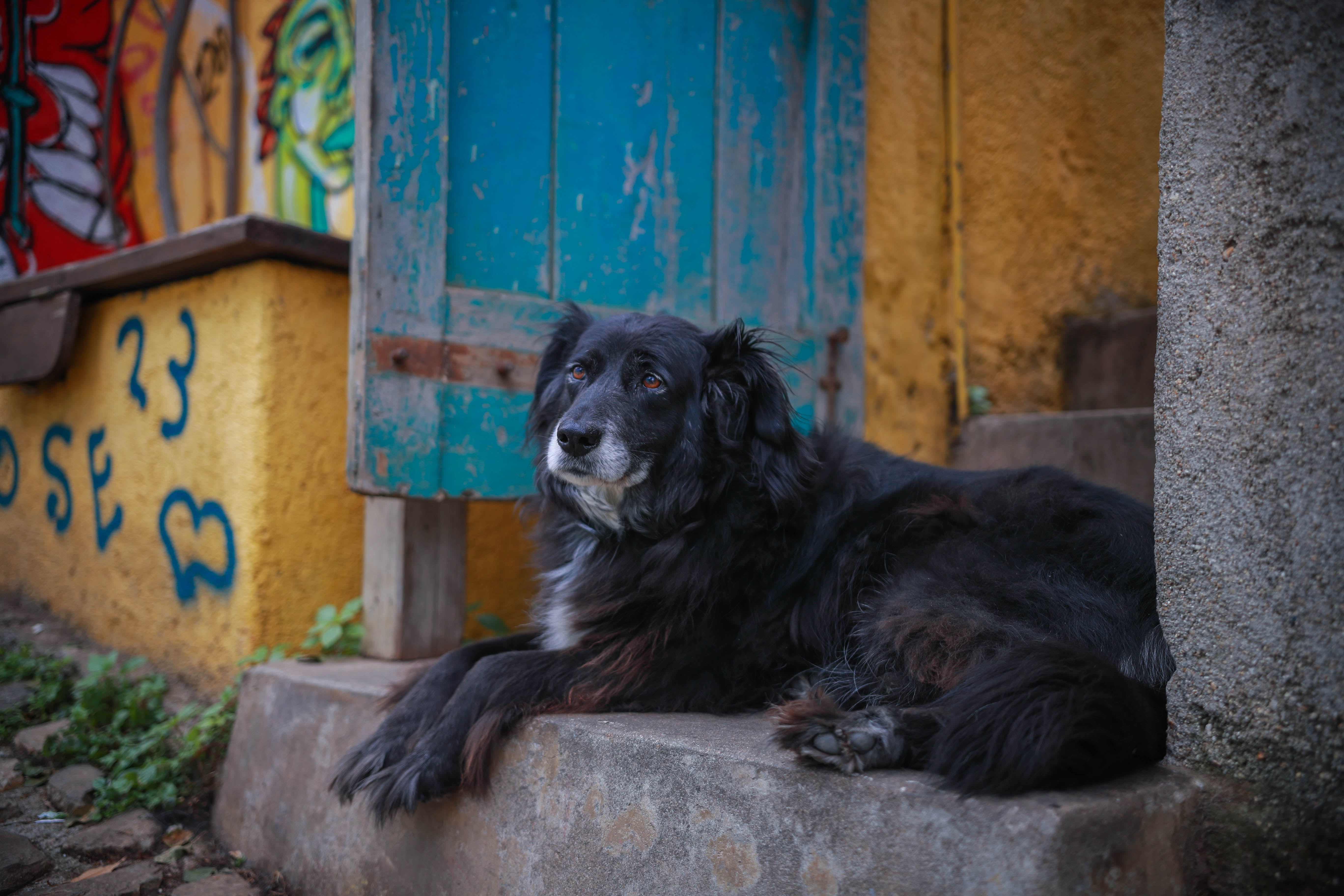 built structure, no people, street, wall - building feature, dog, focus on foreground, domestic, pets, domestic animals, mammal, day, architecture, canine, HD Wallpaper