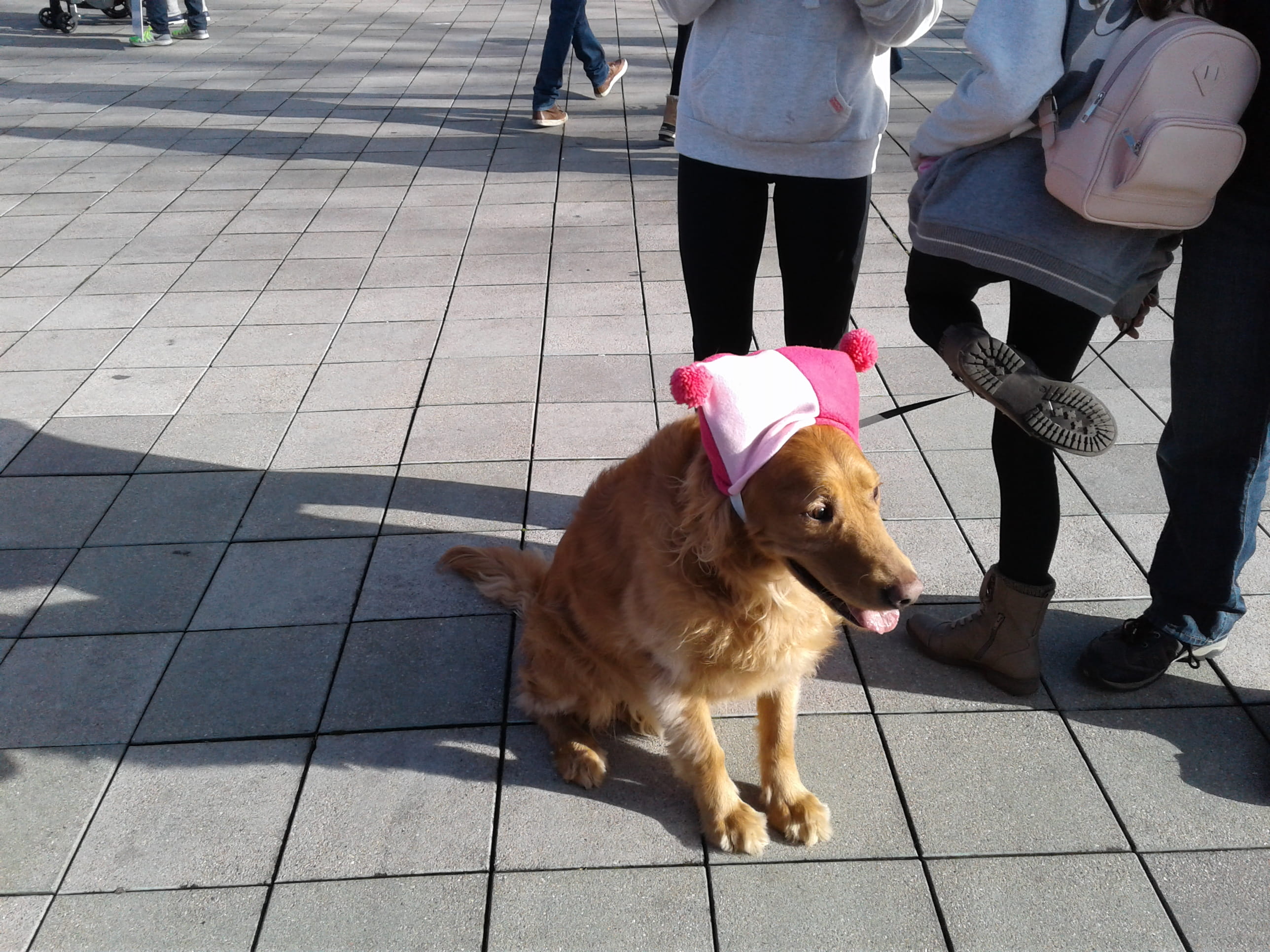sunlight, queen anne, womens march seattle, pet owner, united states, low section, activist, pussy hat, day, real people, dog, vertebrate, outdoors, human leg, HD Wallpaper